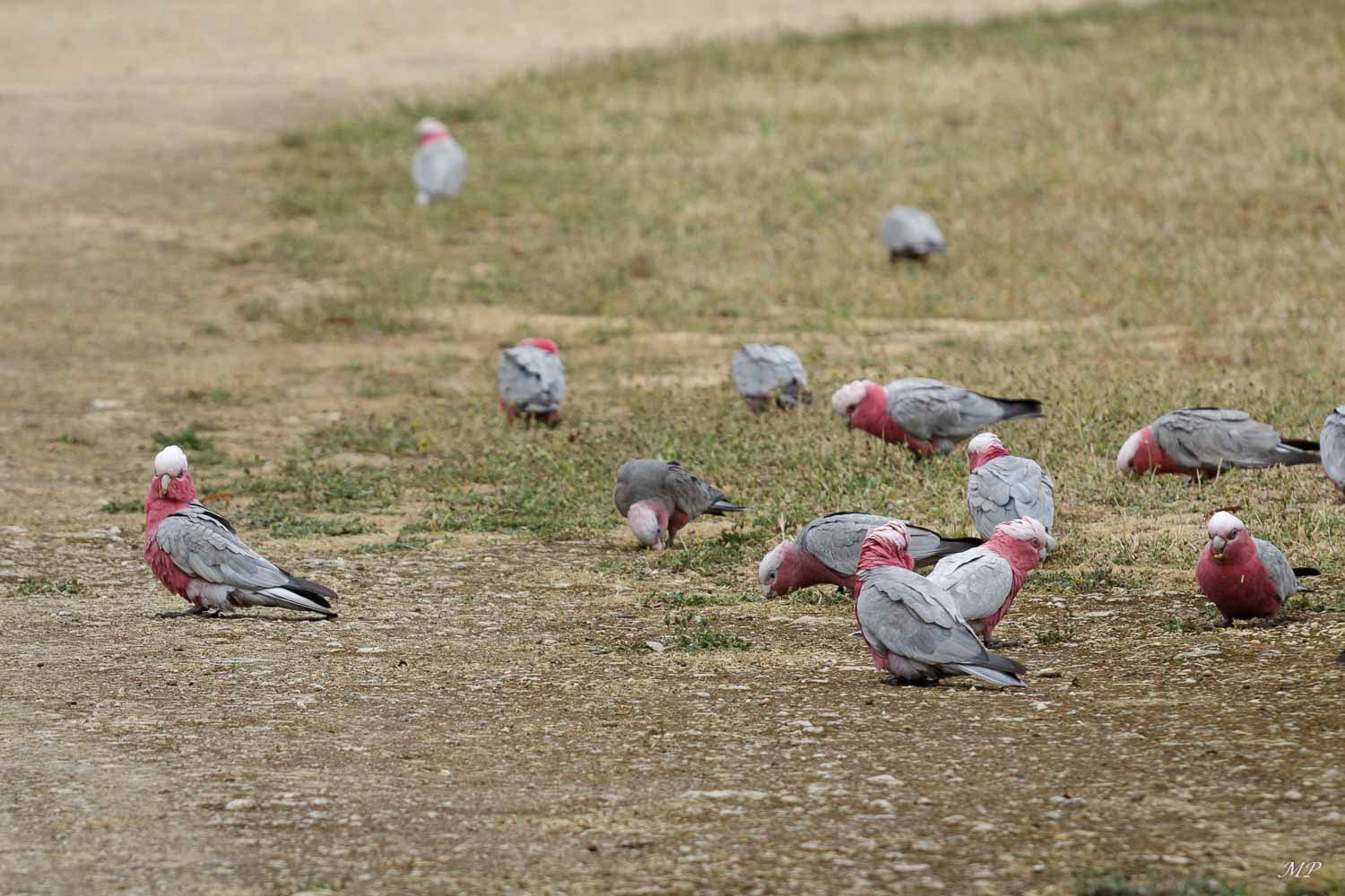Cacatoes rosalbin ou Galah (Endémique d'Australie)