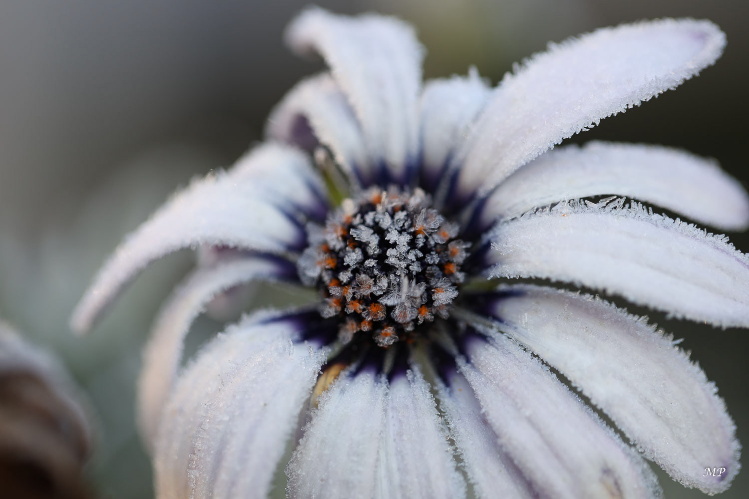 Osteospermum
