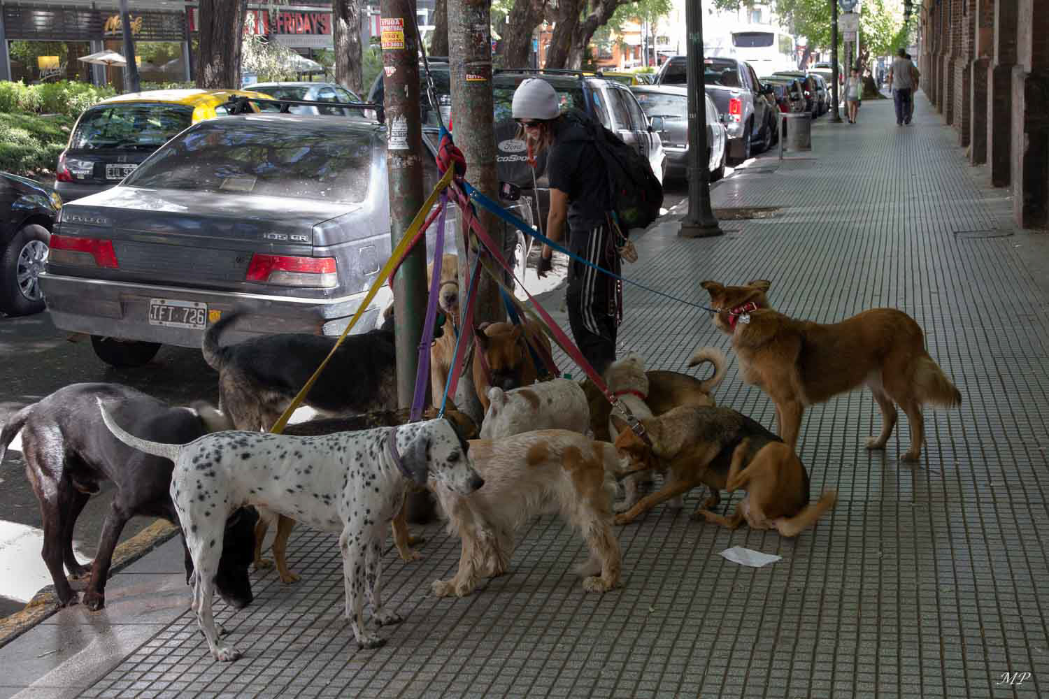 Surprenant quand on voit pour la 1ère fois une meute de chiens tenus en laisse par une seule personne. C'est un métier à Buesnos Aires de promener les chiens.