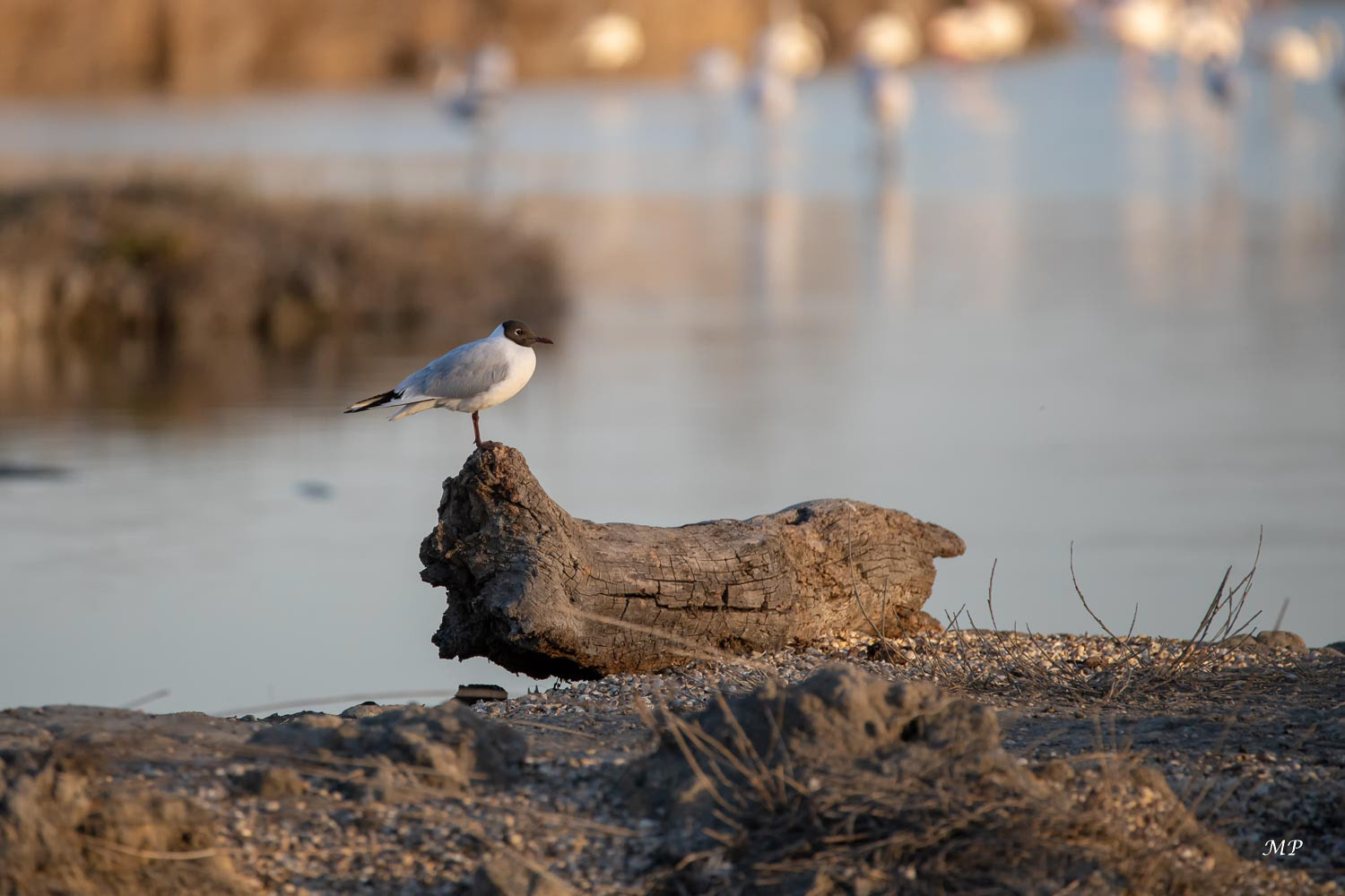 Mouette Rieuse