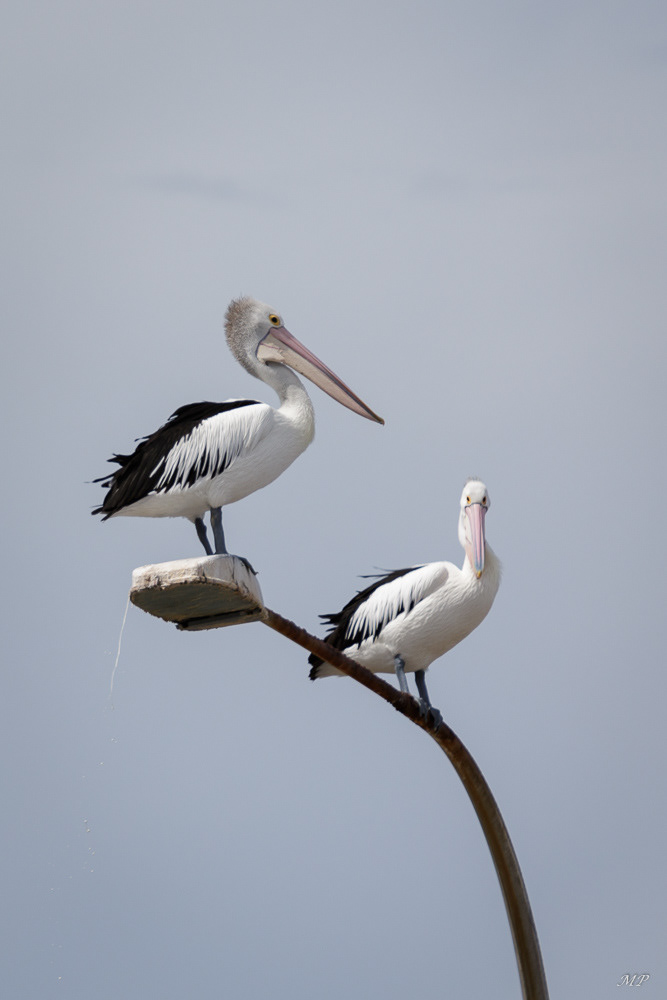 Les pélicans d'American River