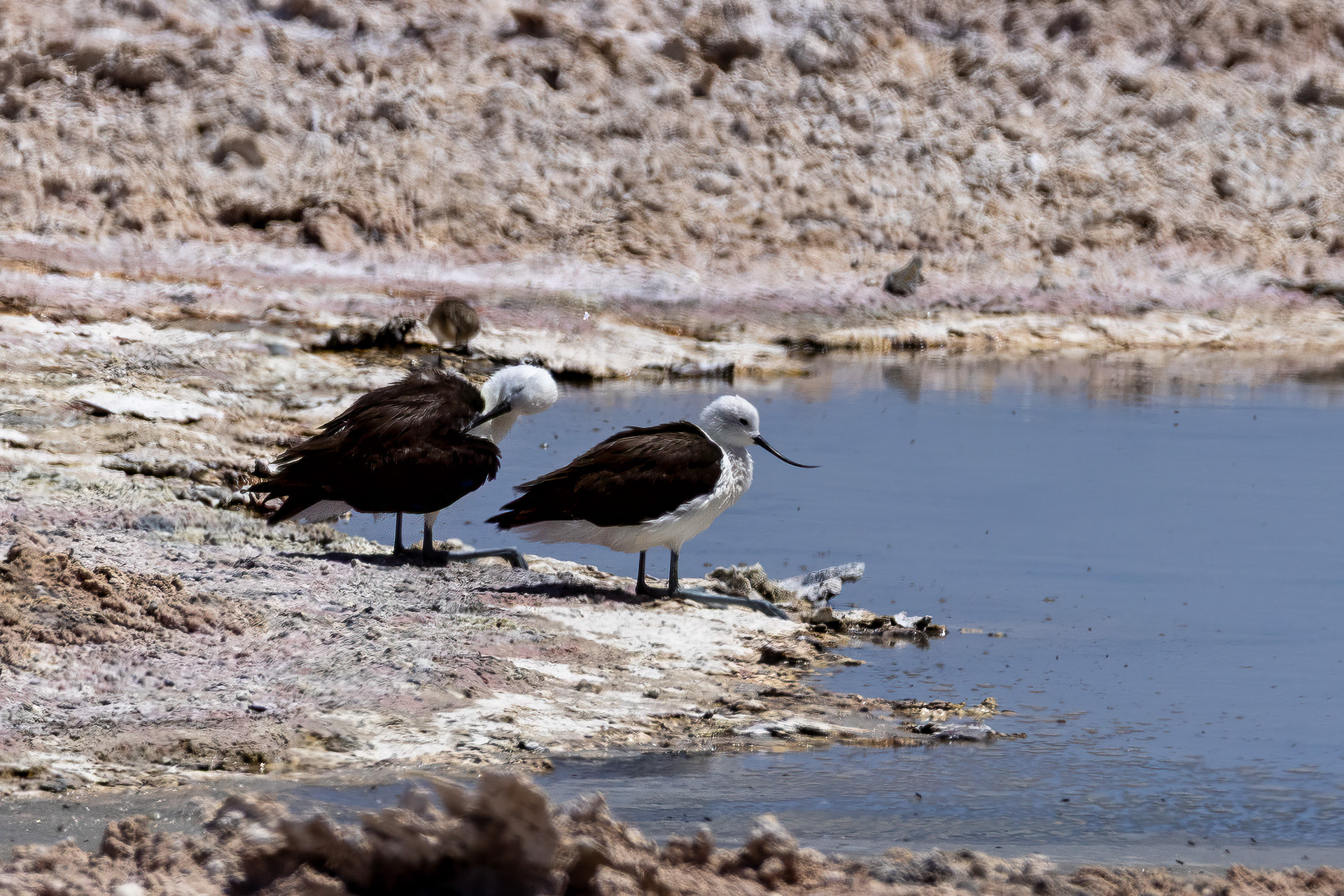 Atacama - Avocettes près du lac salé de Chaxa