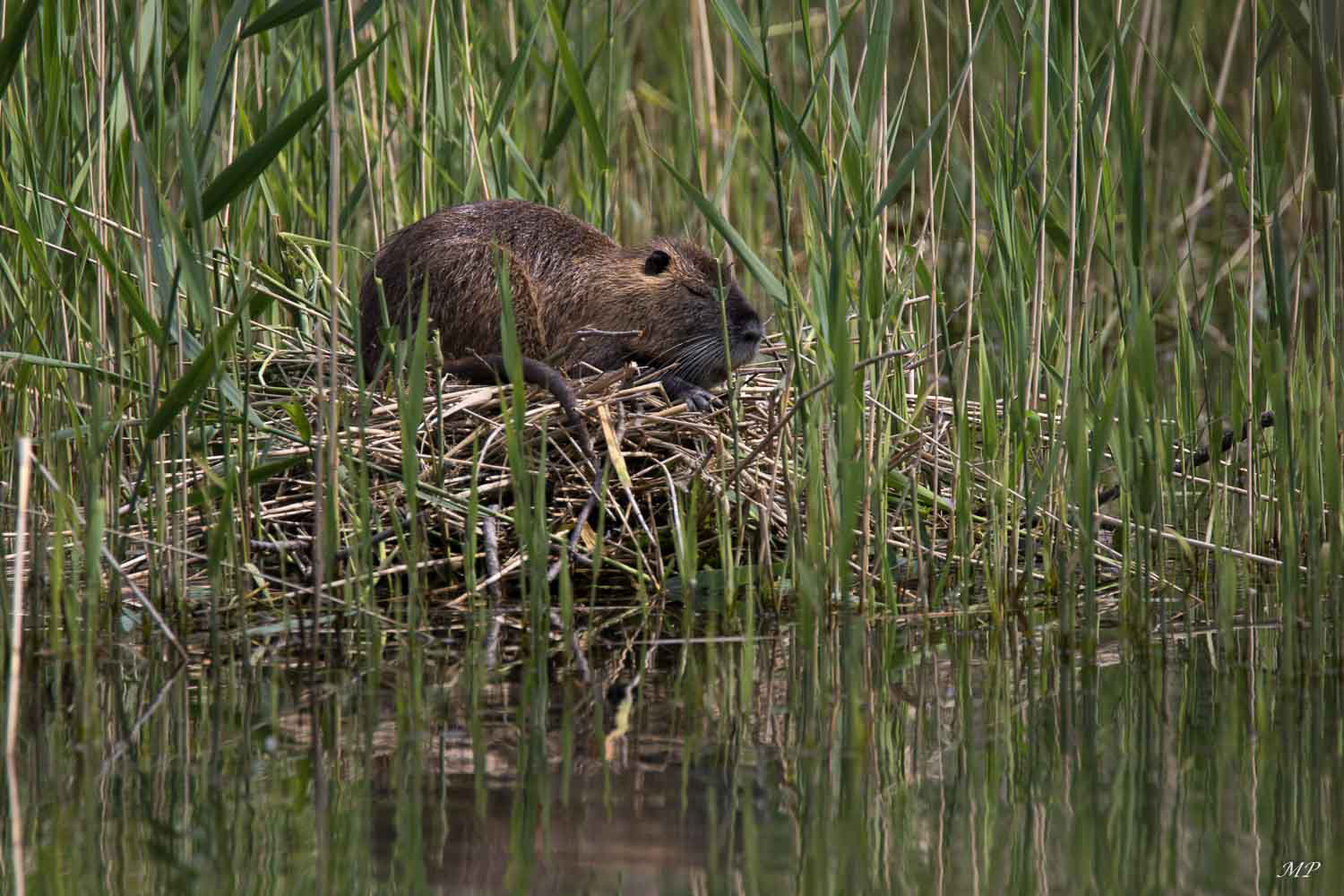 Ce ragondin squatte un nid de cygne
