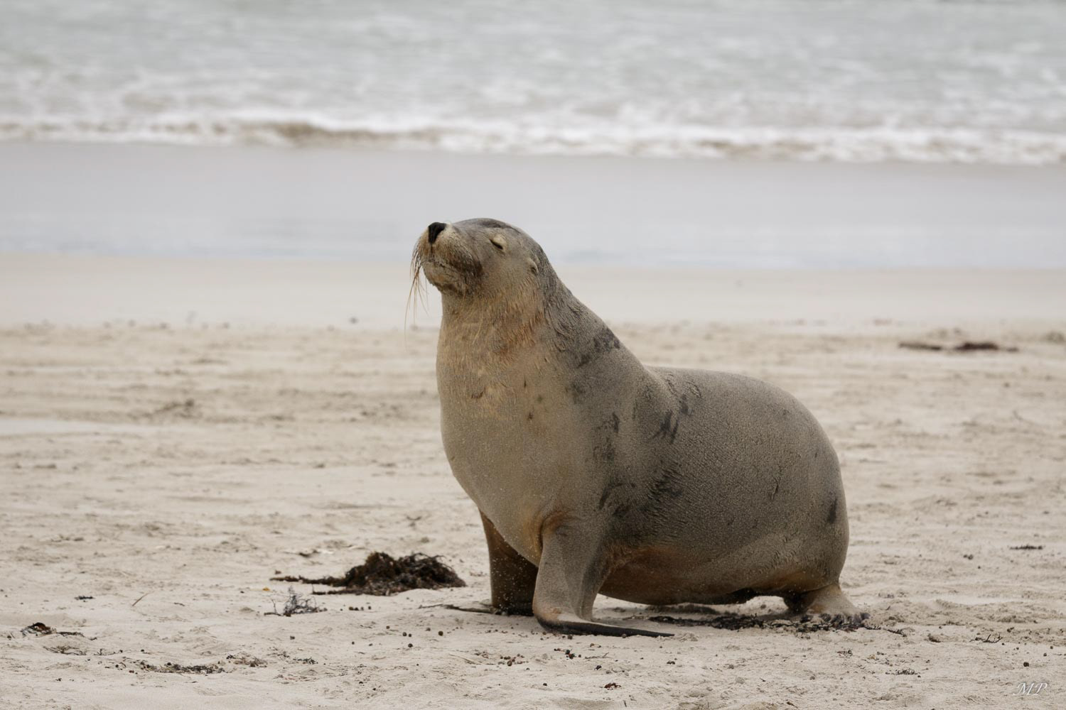 Kangaroo Island - Seal Bay