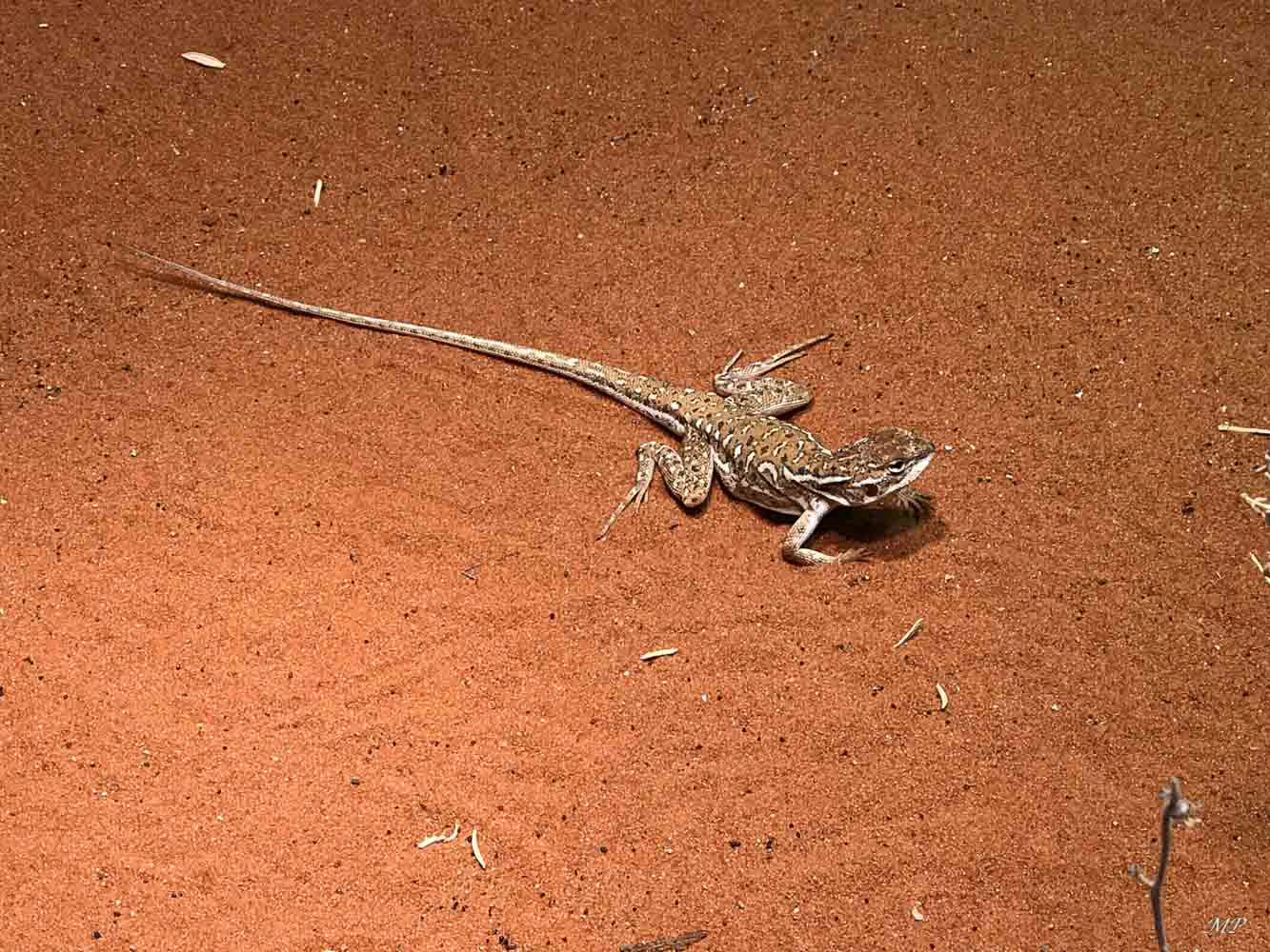 Military Dragon ou Ctenophorus