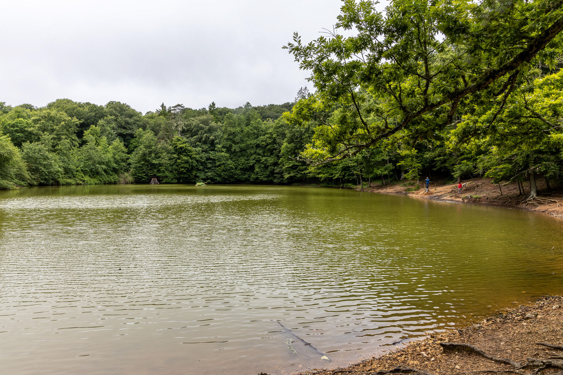 La Forêt Umbra dans le Gargano