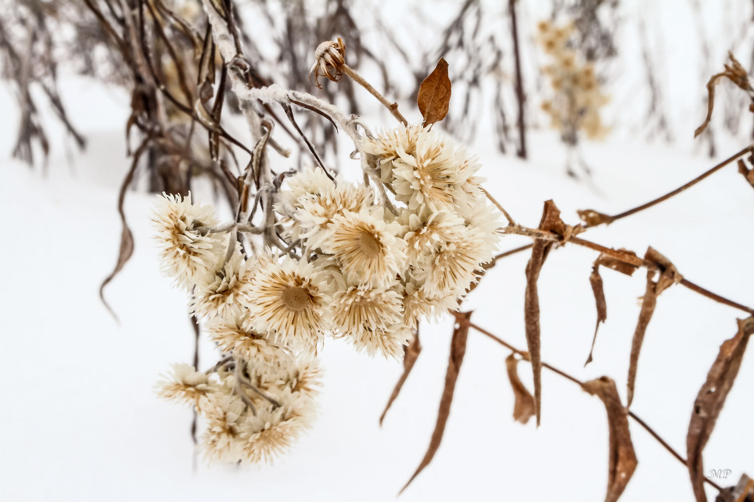 Une survivante au froid
