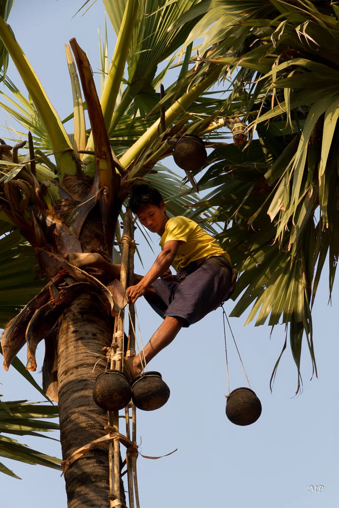 Palmier à toddy : Deux fois par jour, ces hommes grimpent lestement en haut des palmiers pour changer les 2 vases contenant la précieuse sève. Des fabriques de toddy (jus de palme alcoolisé) et de jaggery (sucre de palme) jalonnent la route du Mont Popa.