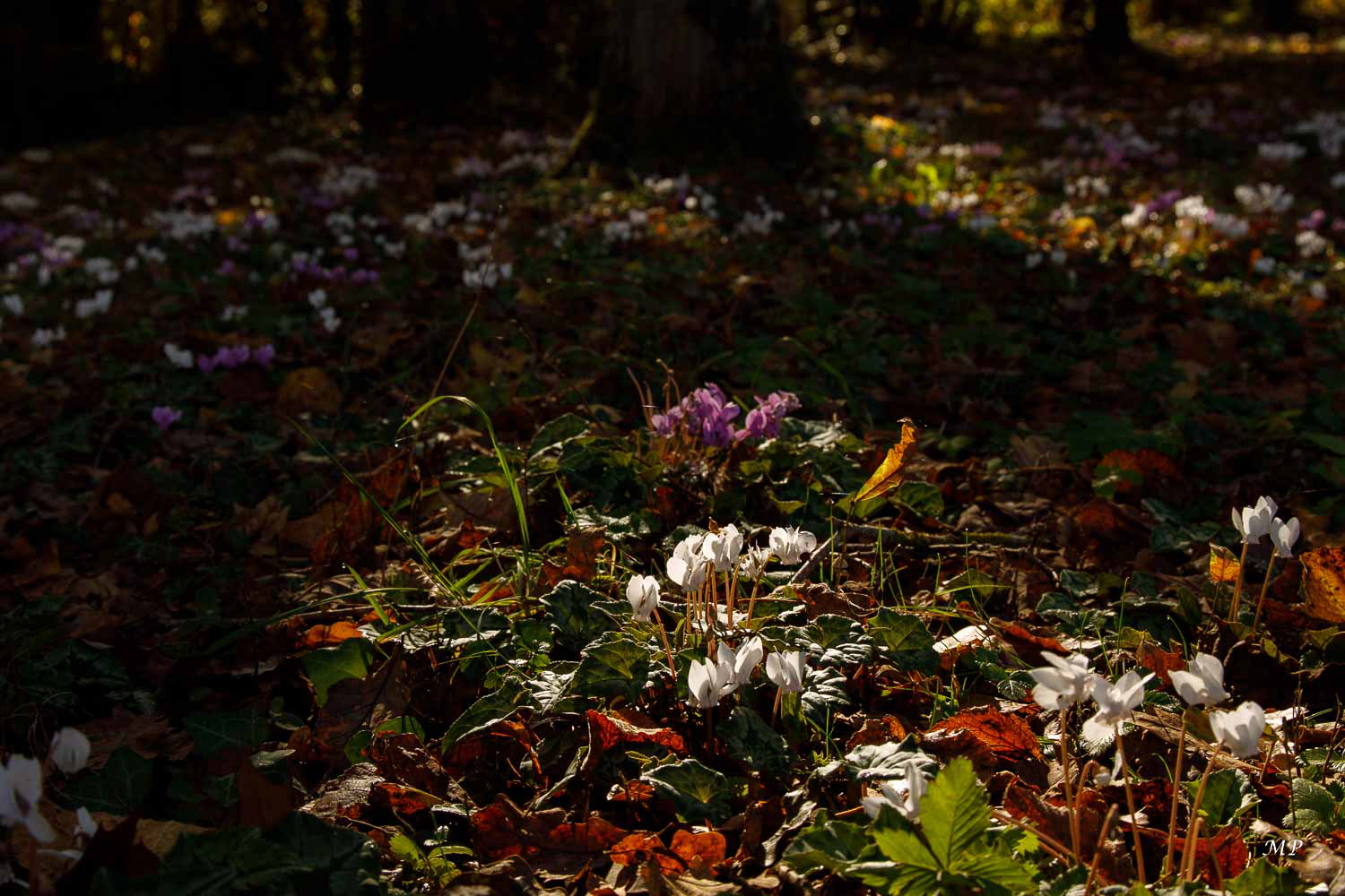 Cyclamens