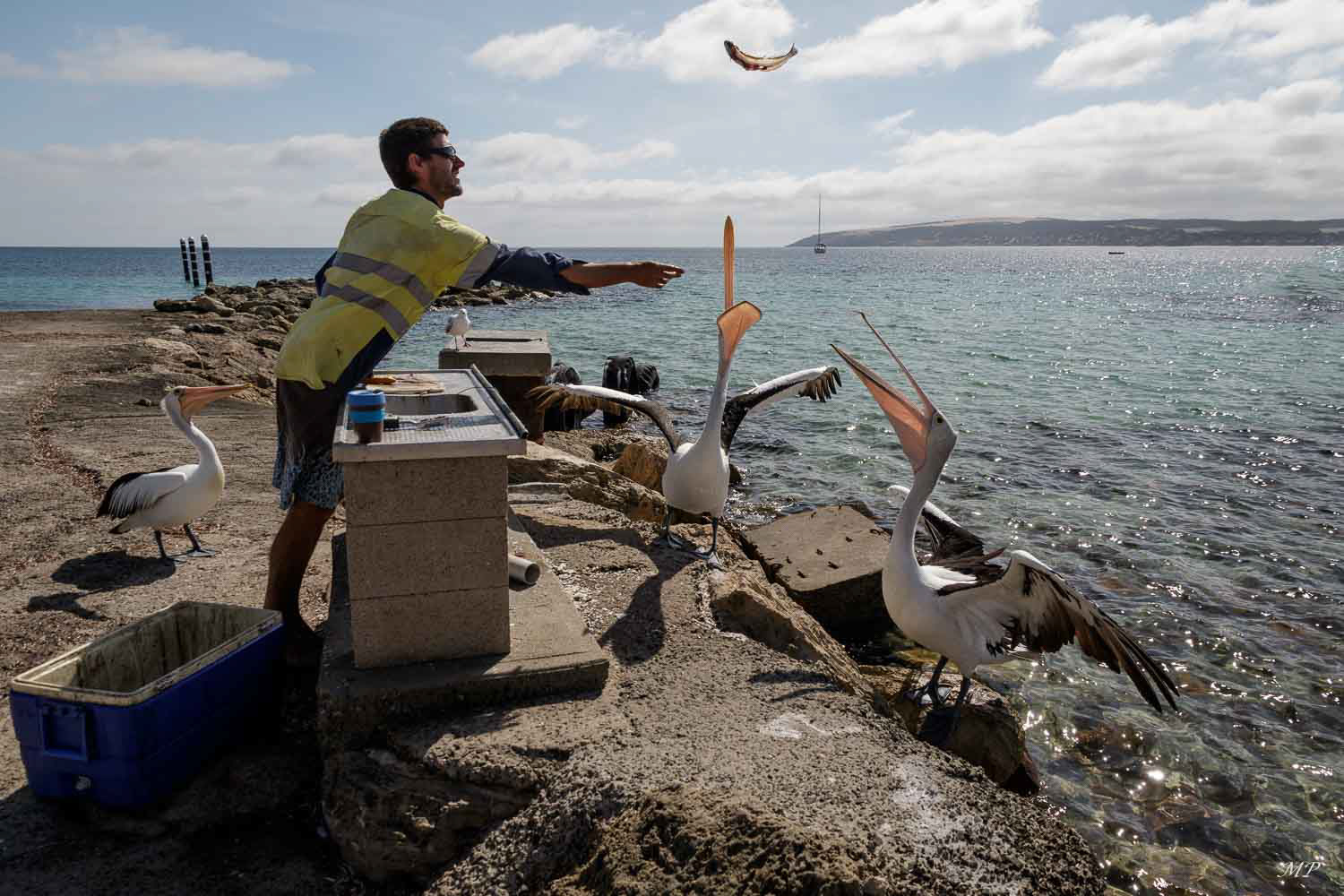 Kangaroo Island - Emu Bay : Les pêcheurs nettoient leurs poissons sur le débarcadère où des emplacements sont prévus à cet effet.  Les pélicans et les goélands y attendent leur part.