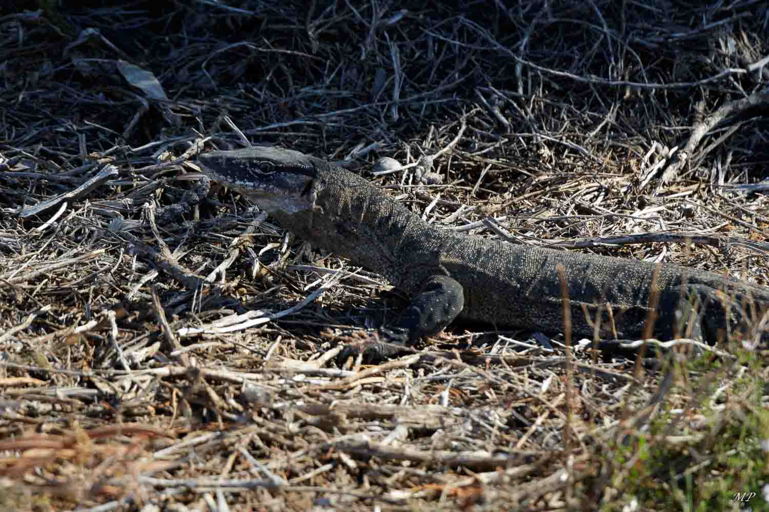 C'est en Australie que vit le plus grand nombre de lézards au monde.