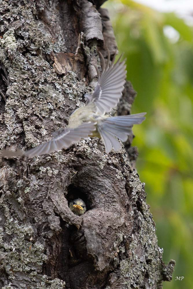La petite mésange s'apprête à s'envoler