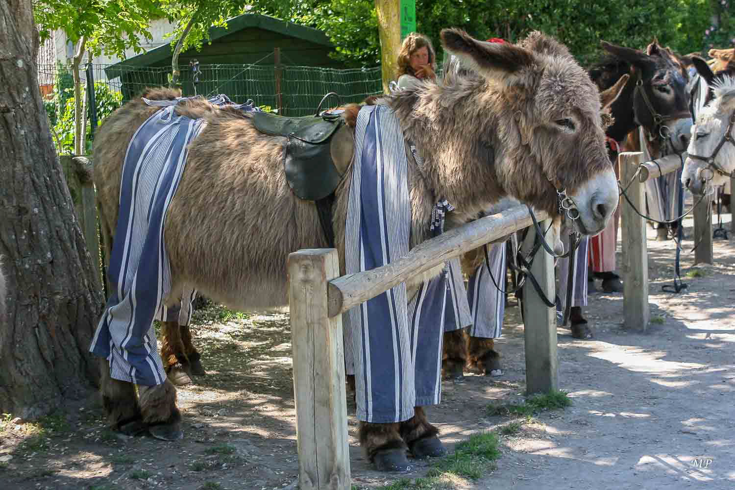 Ile de Ré- Les ânes culottes de Saint-Martin-en-Ré (17)