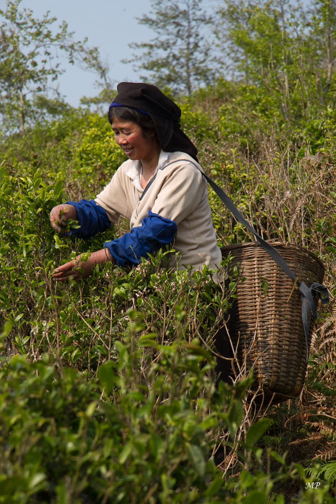 Yunnan - Cueilleuse de thé Hani