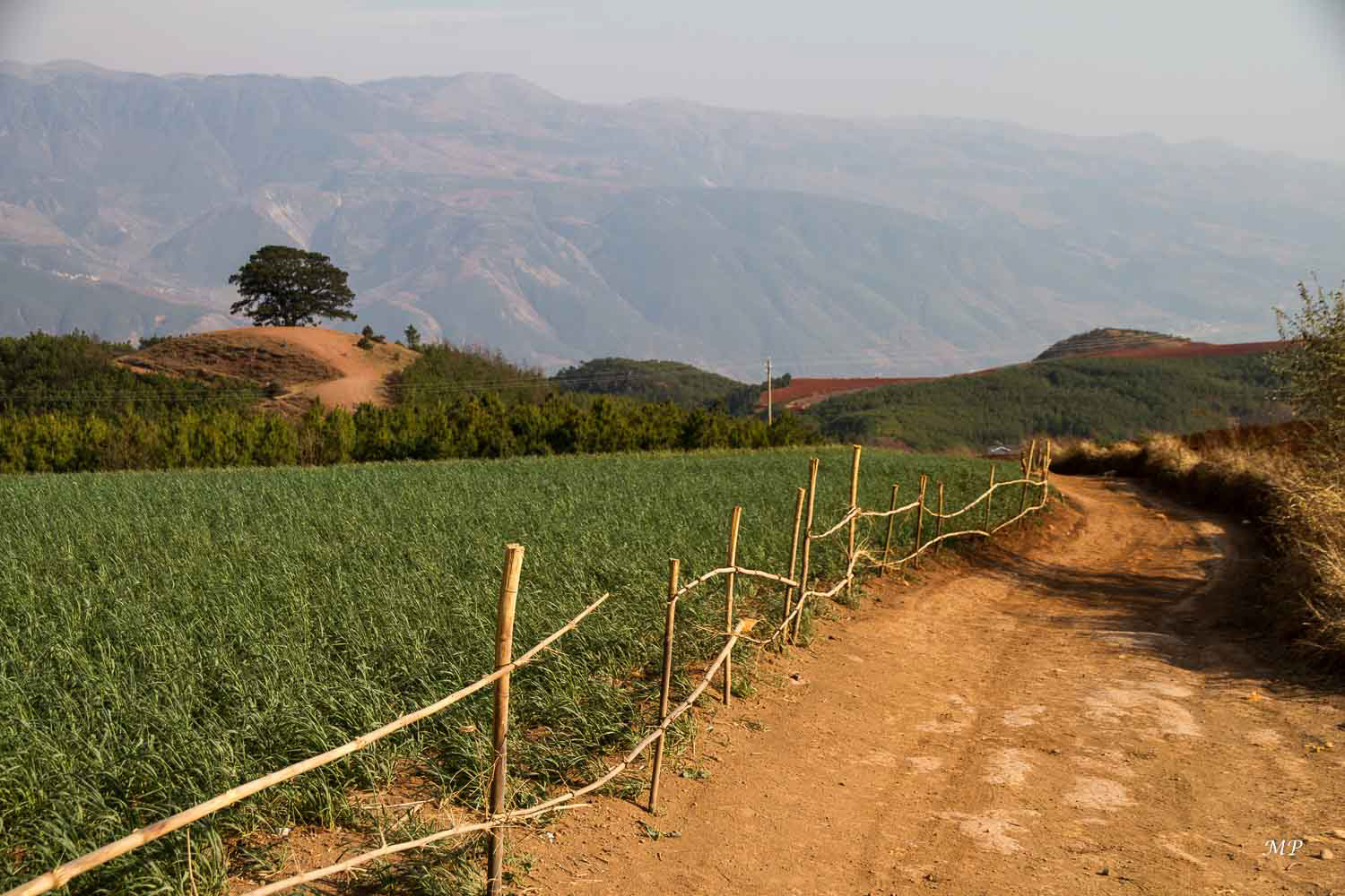 Yunnan - Dong Chuan :L'arbre est omniprésent dans la culture chinoise. Chaque village possède, un peu à l'écart, souvent sur un point haut, un arbre, plusieurs fois centenaires, qui symbolise sa mémoire. 