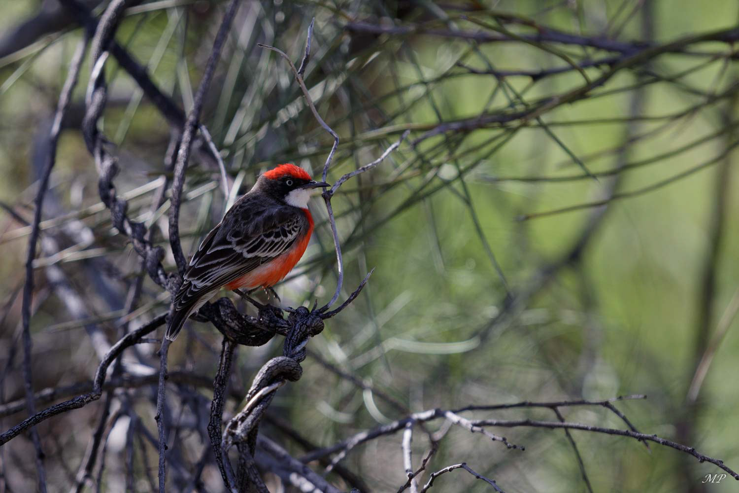 Epithianure tricolore