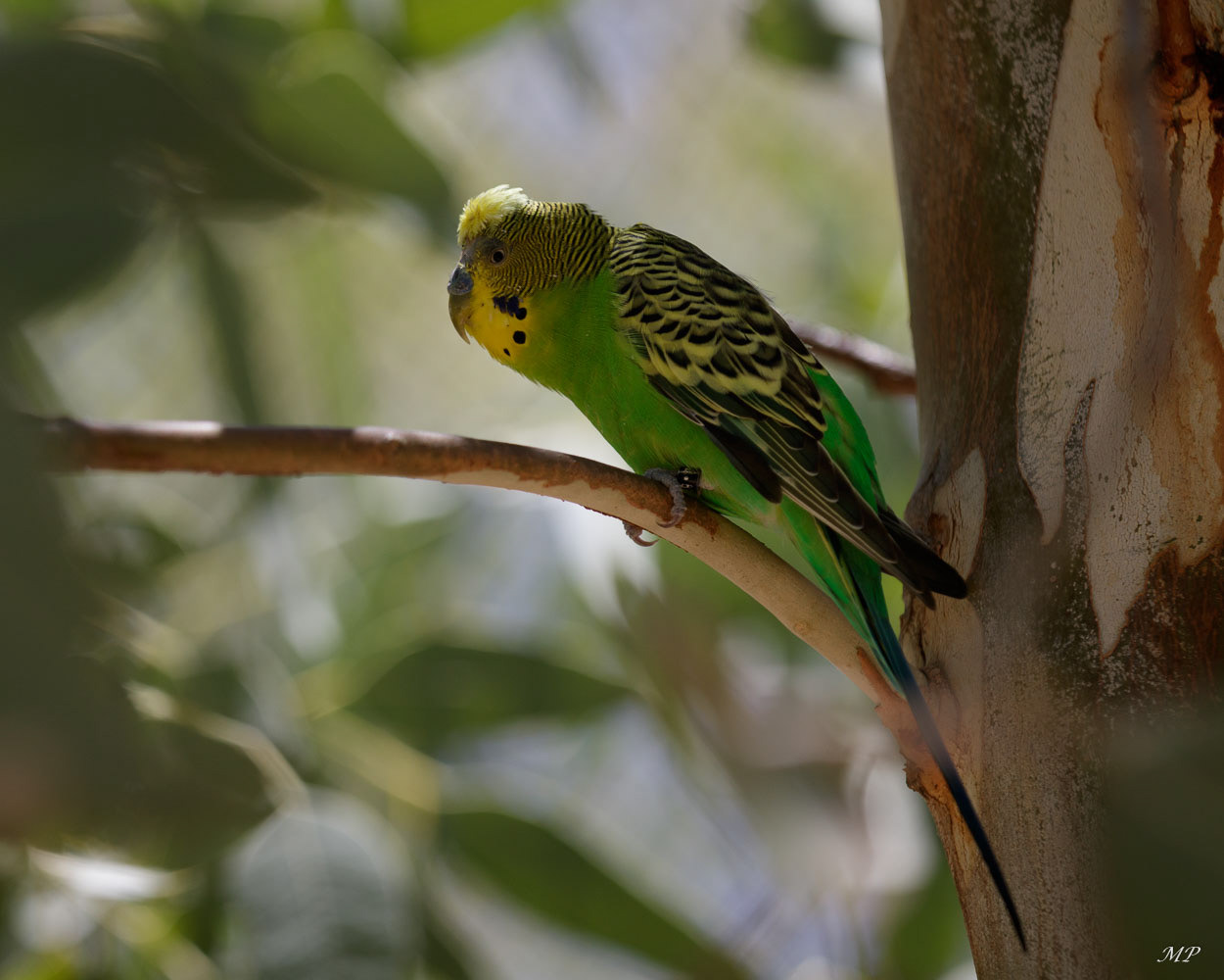 Perruches ondulées ou Budgerigar (endémique)