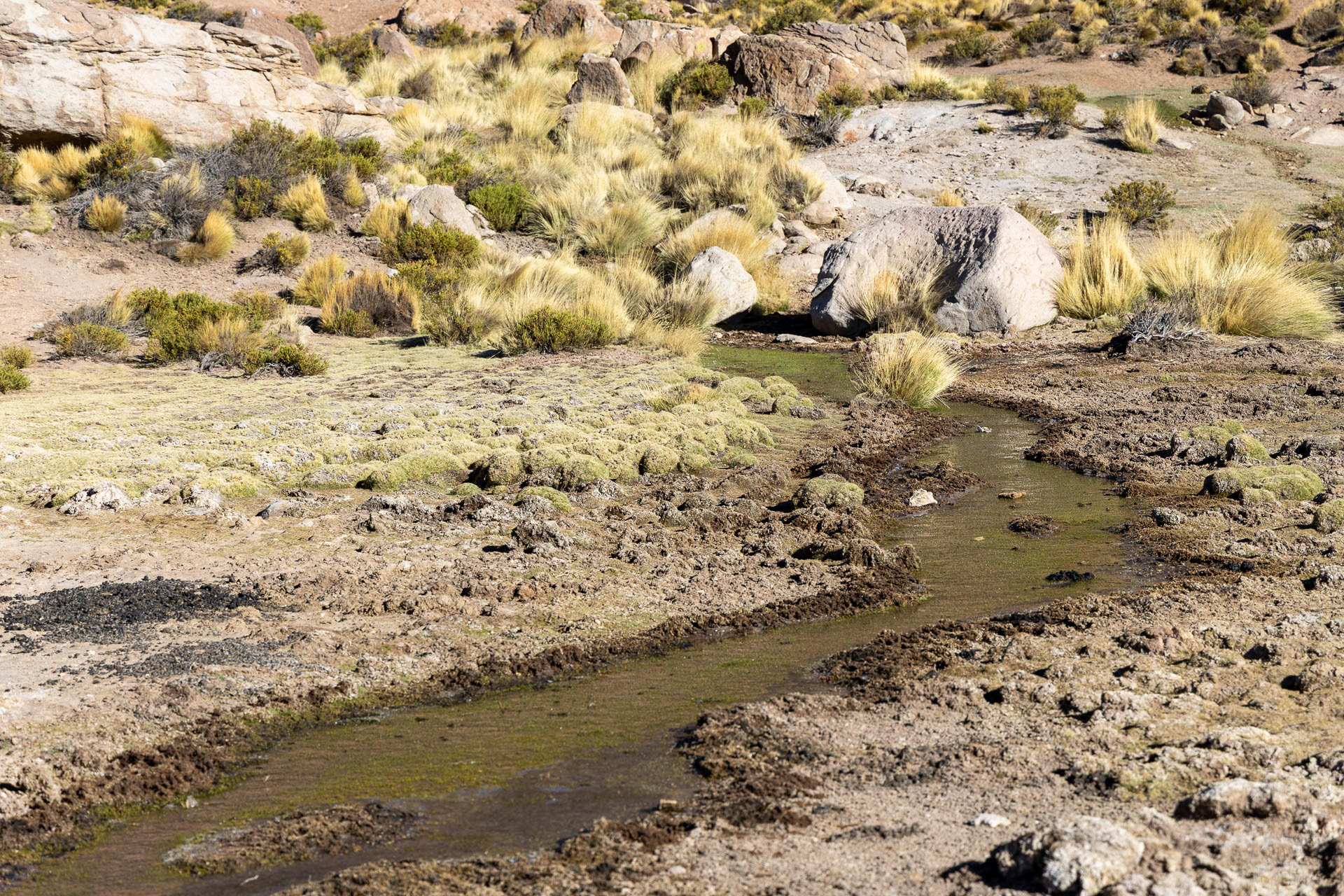 Atacama - les geysers d'El Tatio