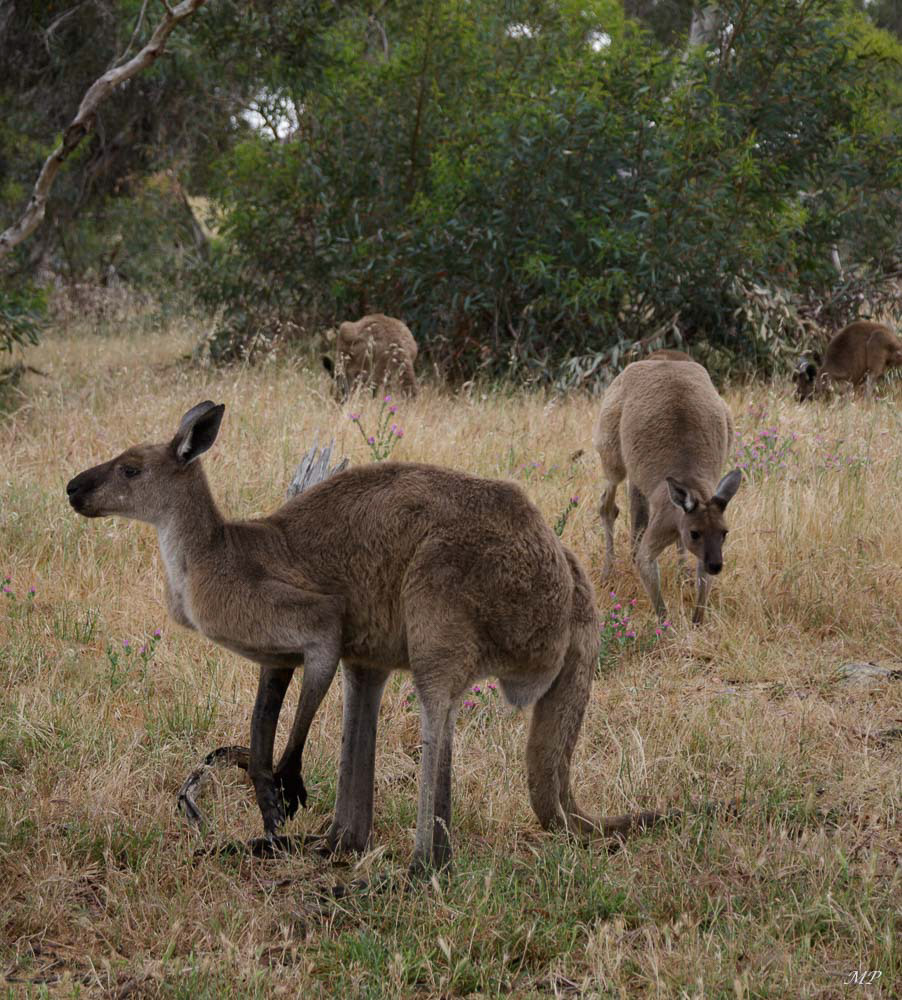 Attention kangourous !