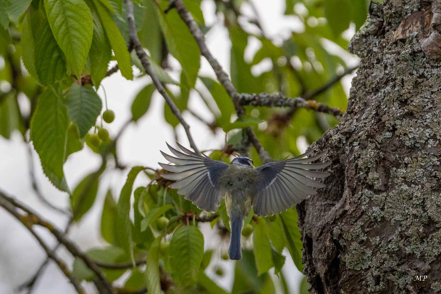 Nid de mésanges dans le tronc d'un cerisier