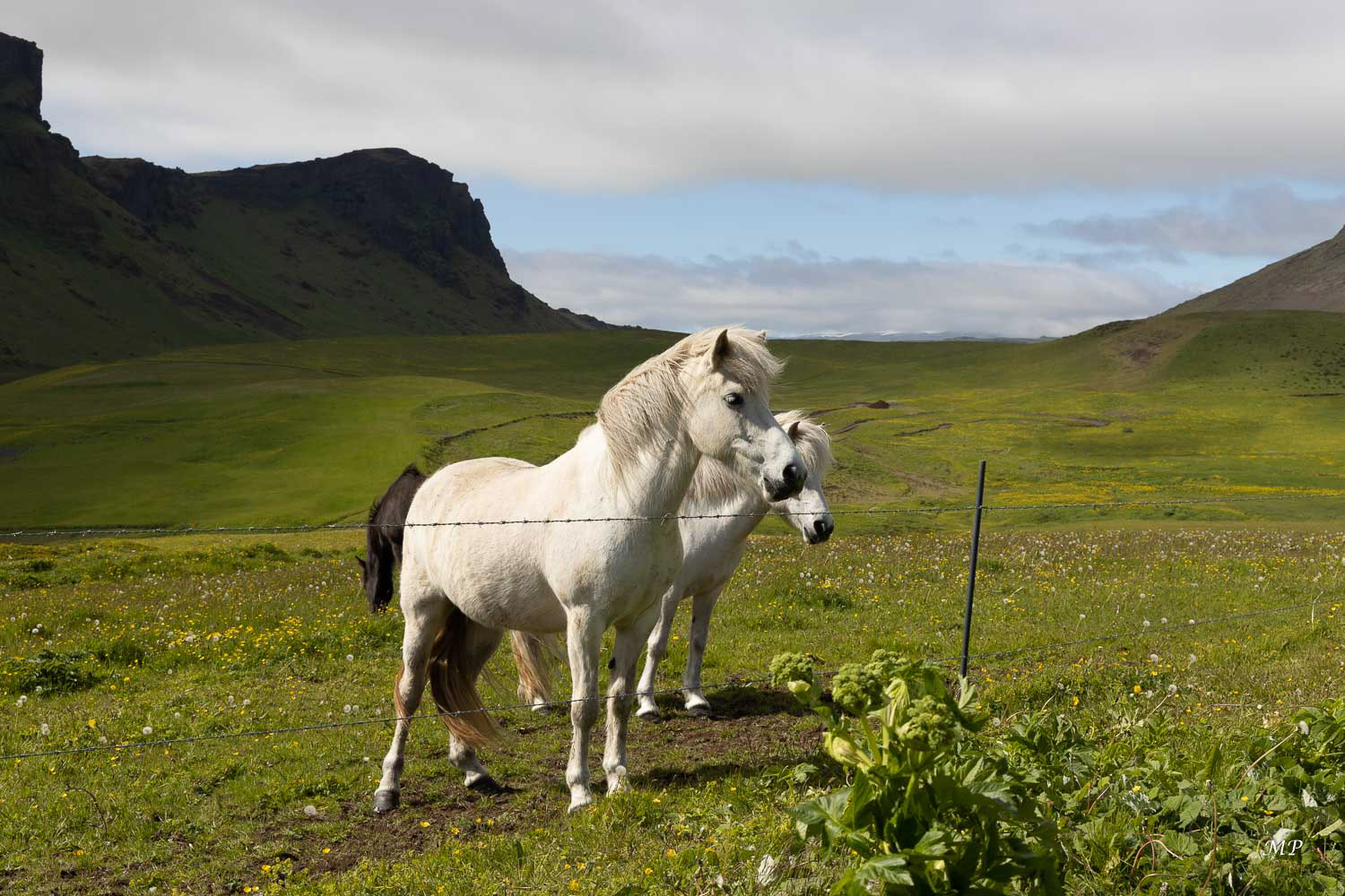 Le cheval islandais : Emblème de l’Islande comme peuvent l’être les volcans et les glaciers, le cheval islandais est une race unique, car isolé depuis plus d’un millénaire des autres races équines. Petit par la taille, mais puissant et résistant au dur climat, il a accompagné les Islandais tout au long de leur Histoire.