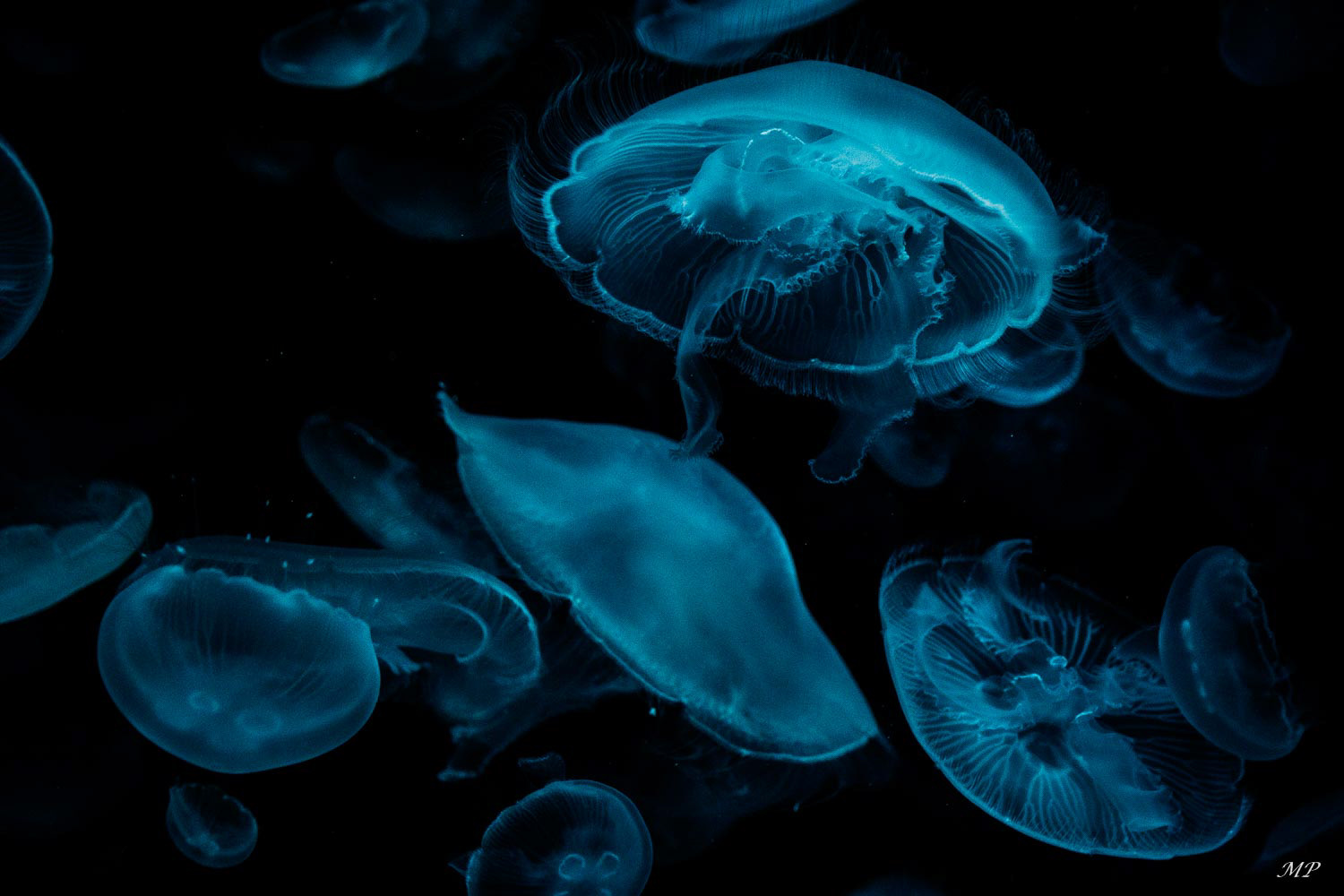 Darling Harbour - Aquarium de Sydney