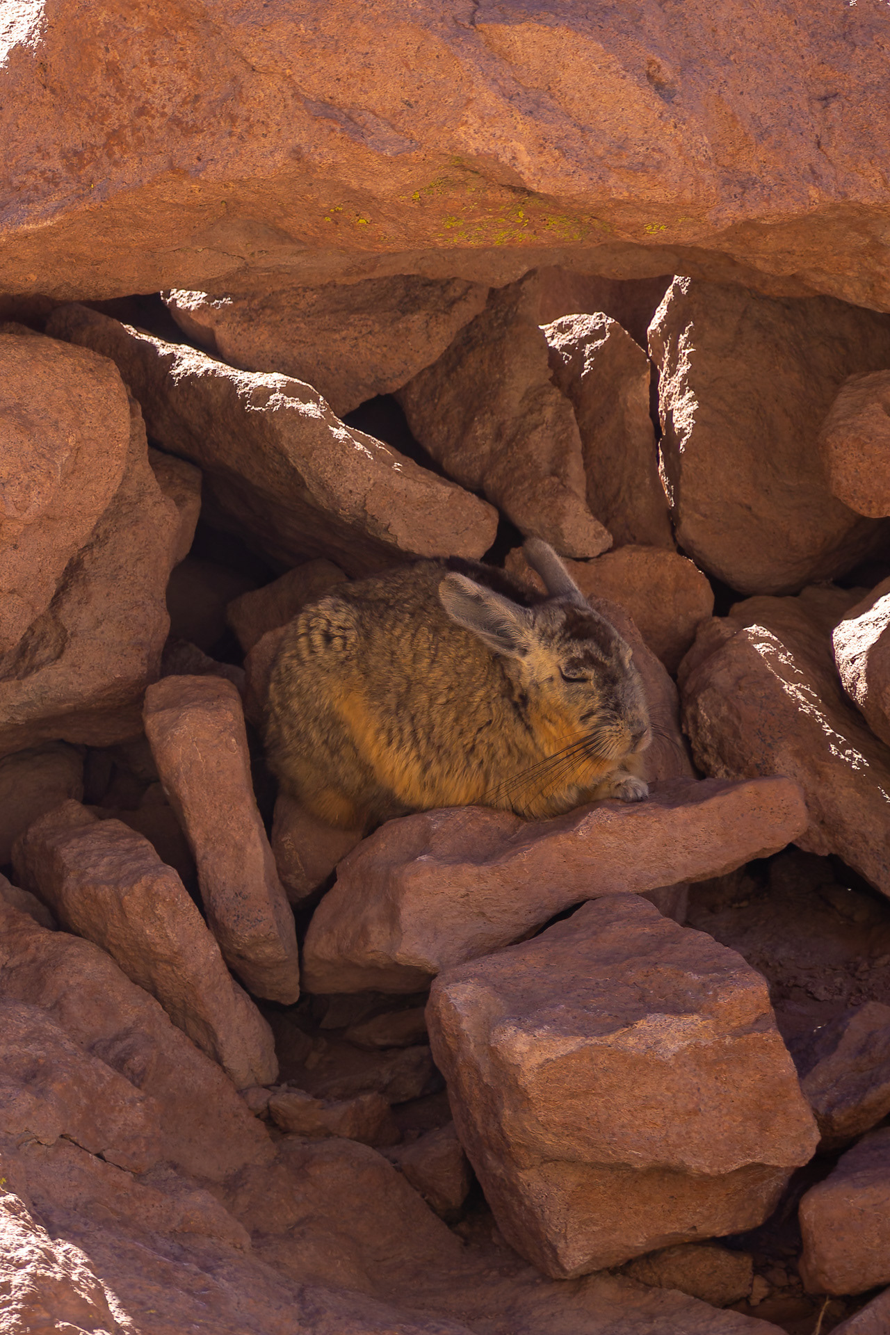 Atacama - le viscache est un rongeur proche des chinchillas que l'on ne trouve que dans les Andes.