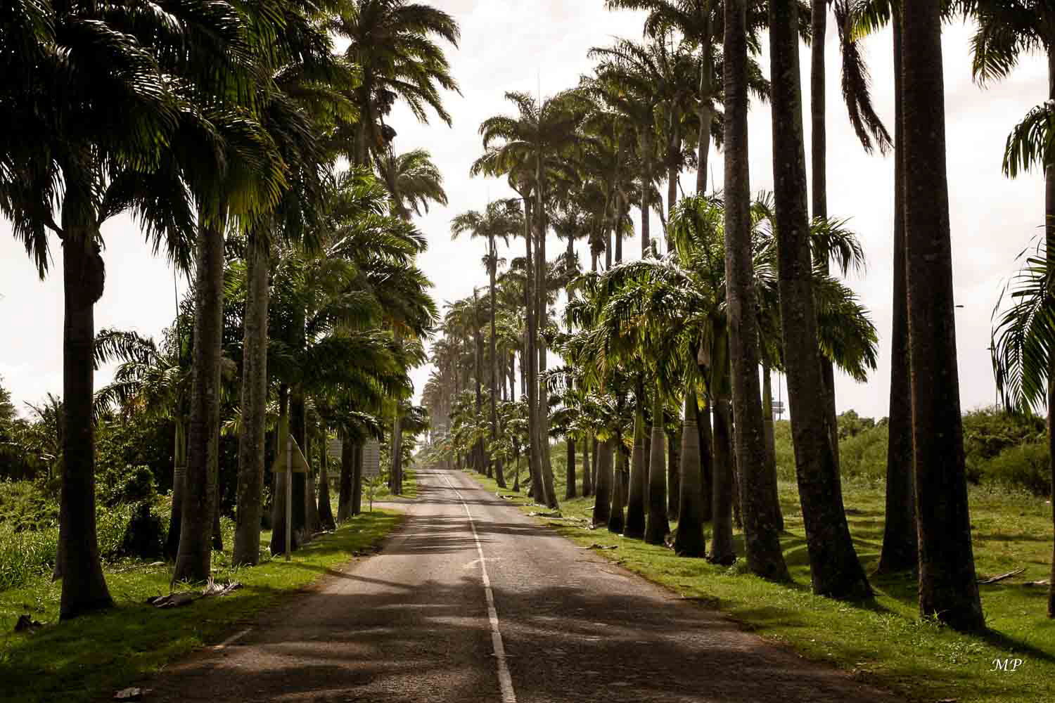 Capestère, l'allée Dumanoir (Basse-Terre)