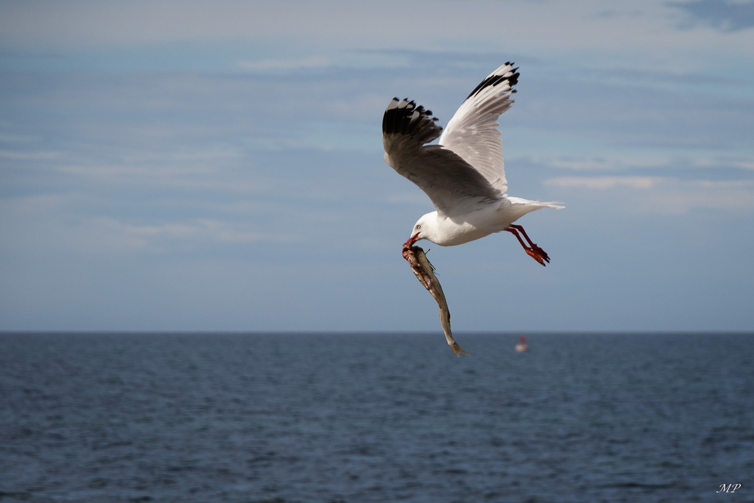 Mouette argentée