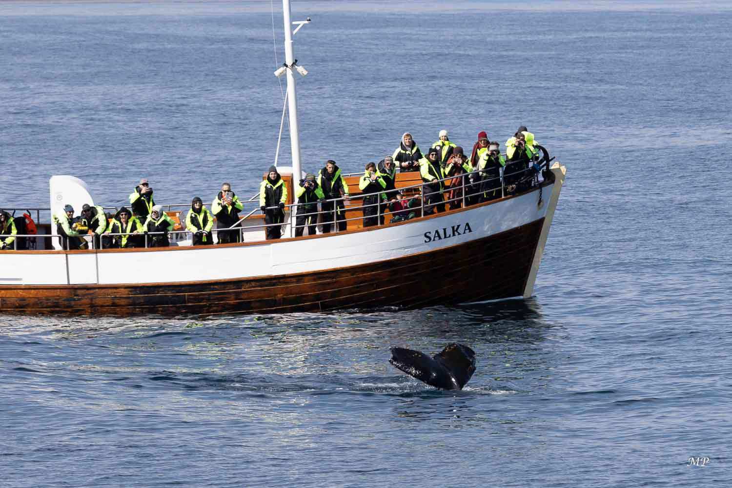 Kusavik : Le temps est idéal pour une sortie en mer de 3h.  Chaudement habillés, nous avons aperçu 3 baleines et quelques dauphins ont accompagné un moment le bateau.