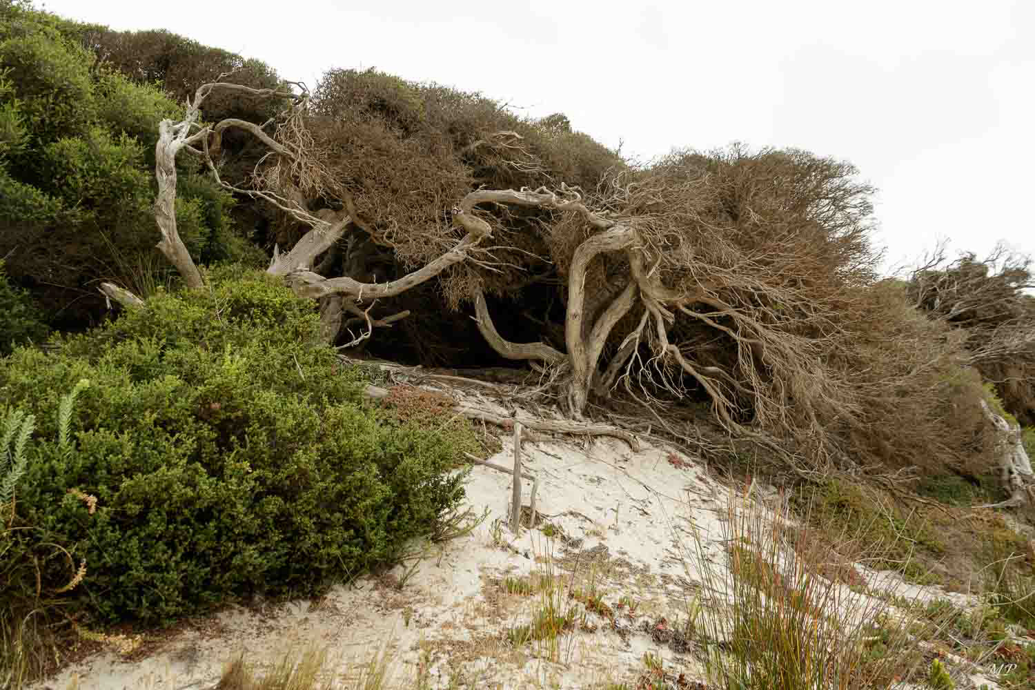 Kangaroo Island - Hanson Bay