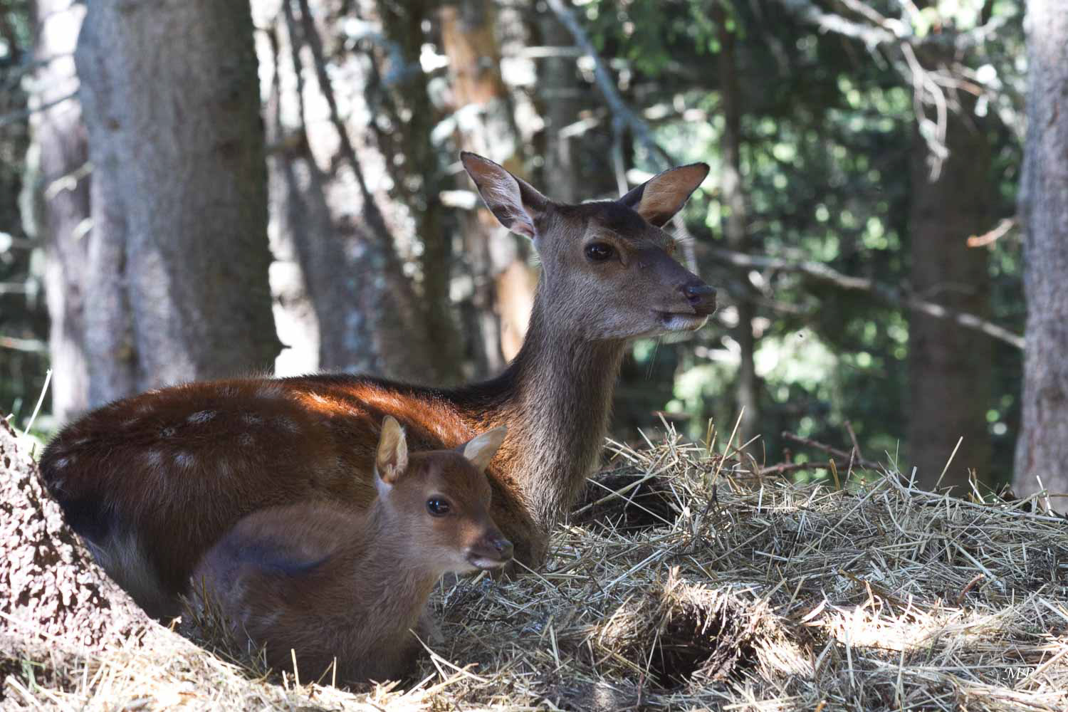 Haute-Savoie, le Parc de Merlet aux Houches