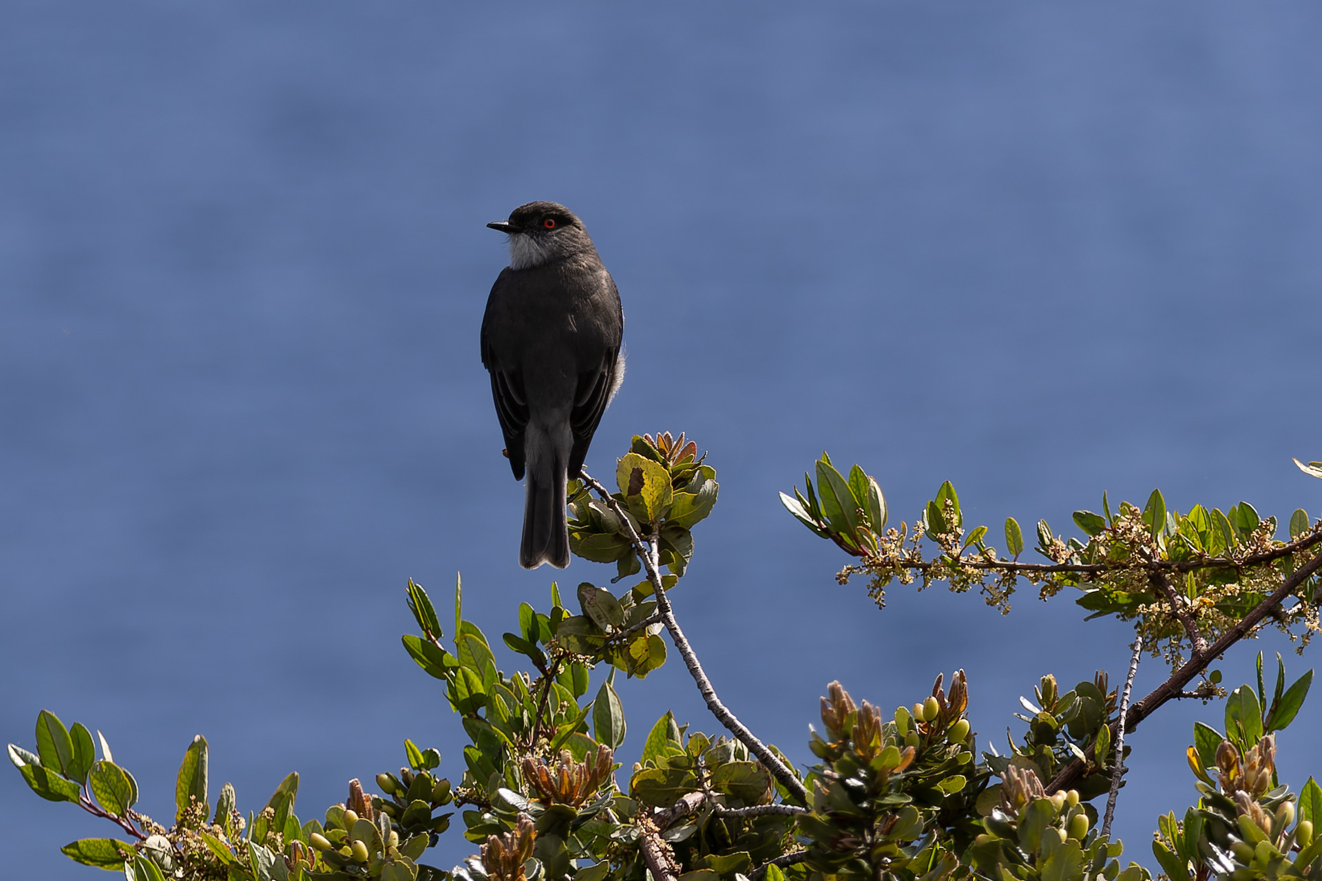 Sur les rives du lac Llanquihue, un Pepoaza oeil-de-feu,  oiseau endémique de la Cordillère des Andes
