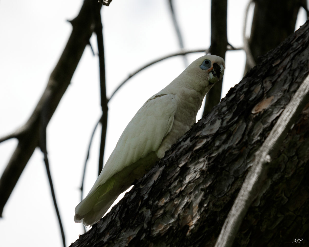 Cacatoes de Goffin - A Strathalbyn, en Australie méridionale, ils sont par centaines dans le parc de la ville. Ils sont considérés comme nuisibles car ils s'attaquent au bois des arbres et les font mourir.