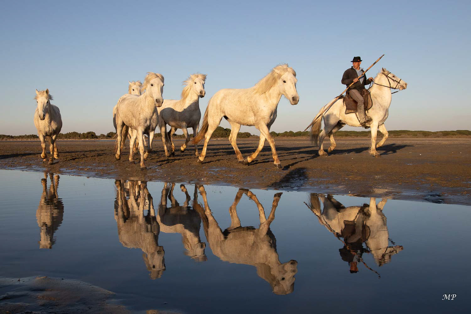 Camargue