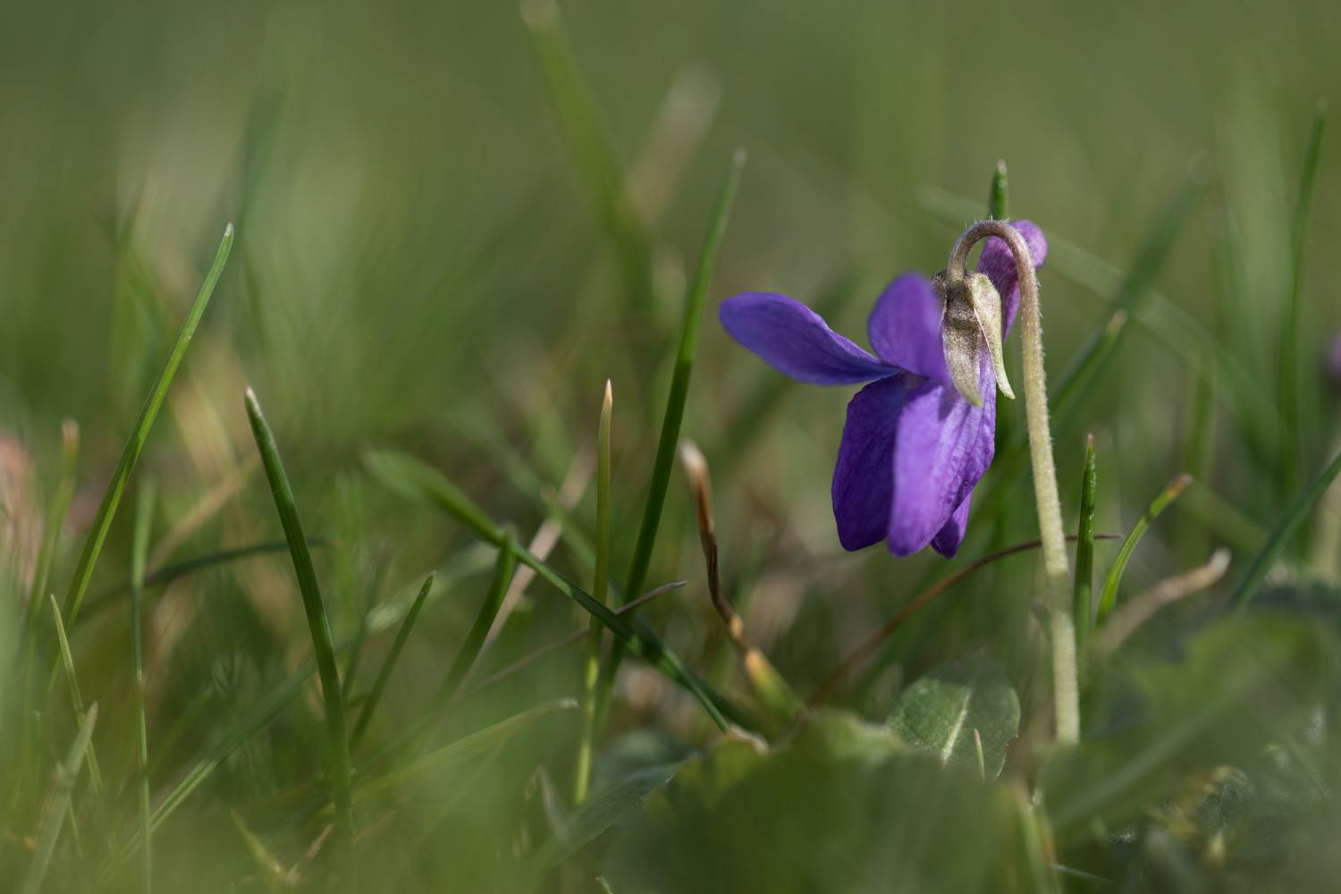 Violette