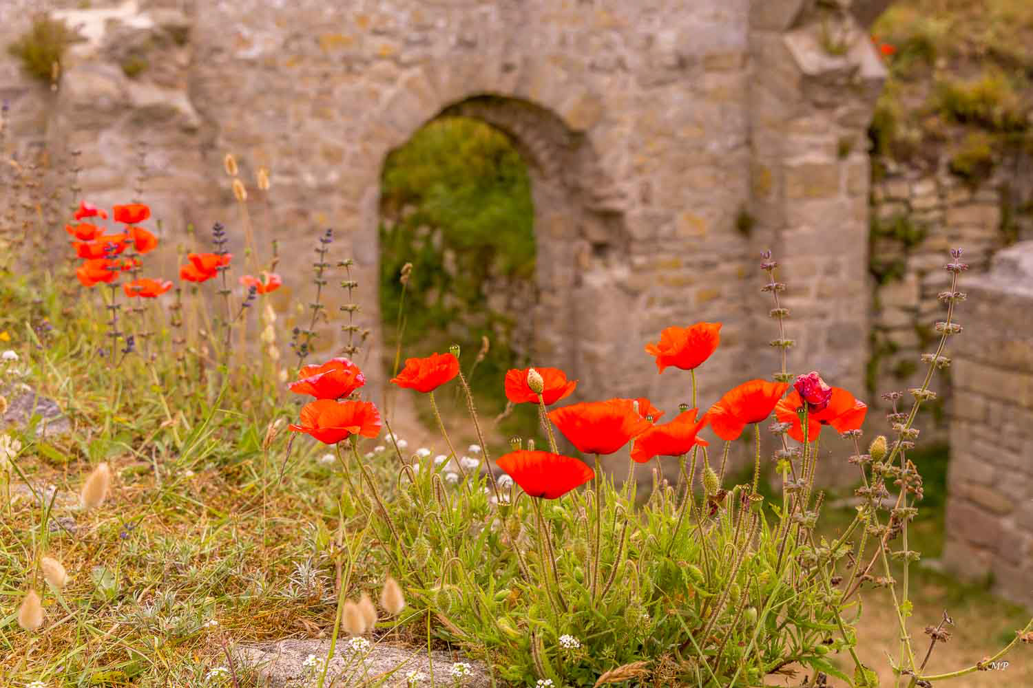 Finistère - sur l'île de Batz