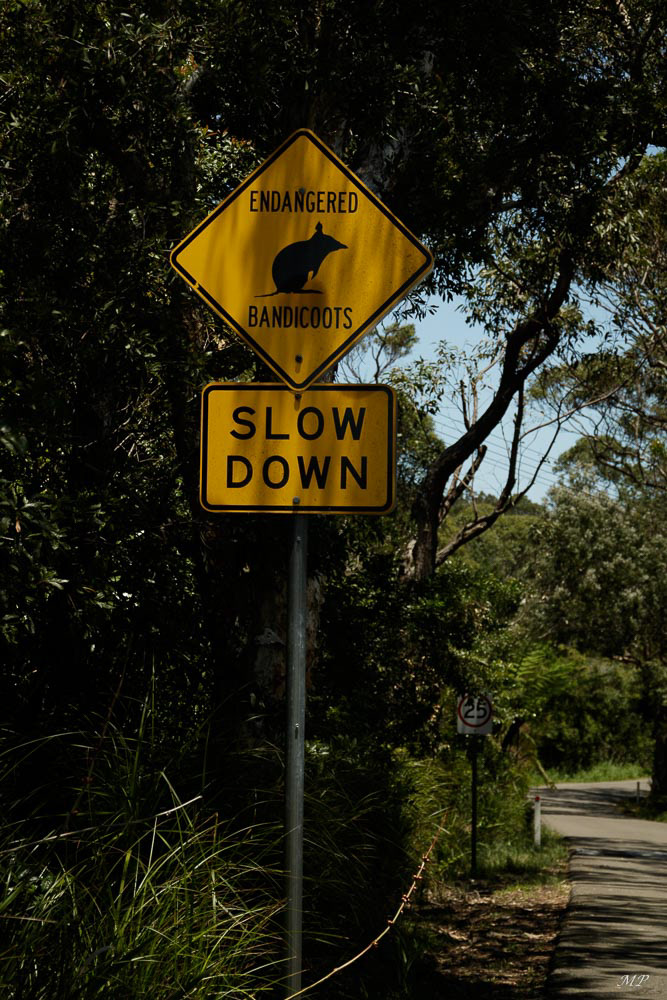 Manly  - Le North Head Sanctuary abrite également le Bandicoot à long nez, un petit marsupial, il est en  danger d'extinction et classé dans les espèces à protéger.