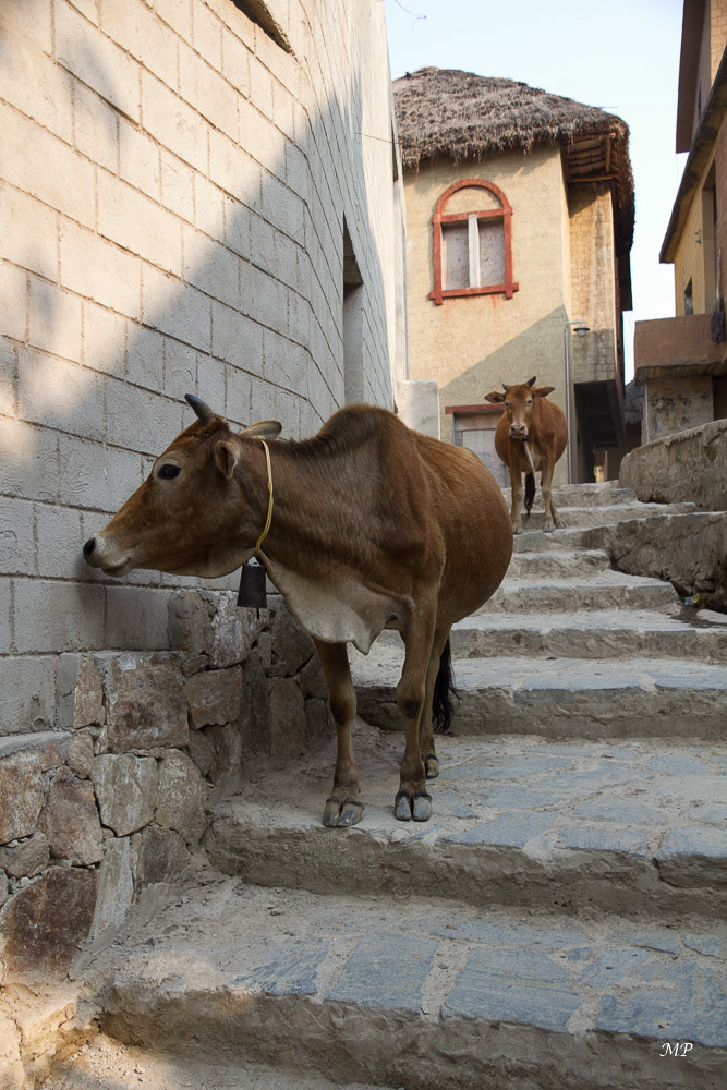 Yunnan - Yuanyang : Il n'est pas rare de croiser, poules, vaches, cochons dans les ruelles des villages.