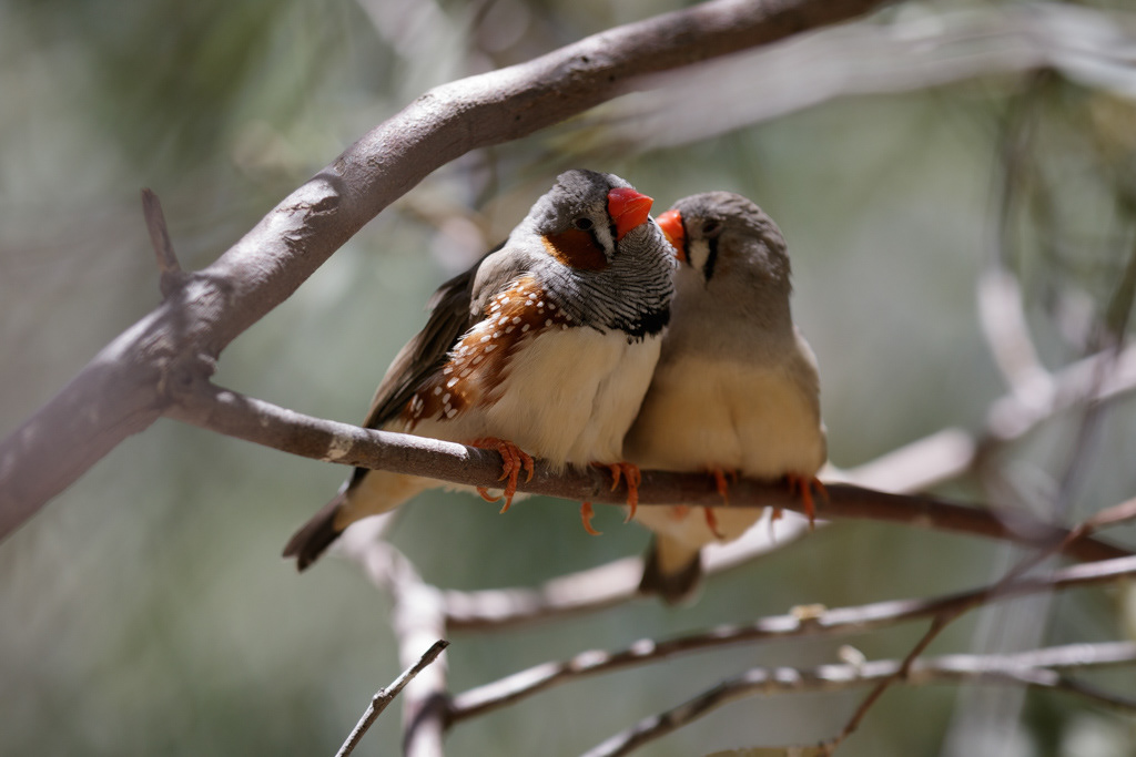Diamant mandarin ou Zebra-Finch en anglais, sont des oiseaux endémiques d'Australie Centrale