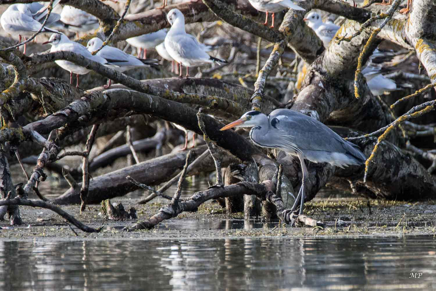 L'arbre aux mouettes rieuses et le héron
