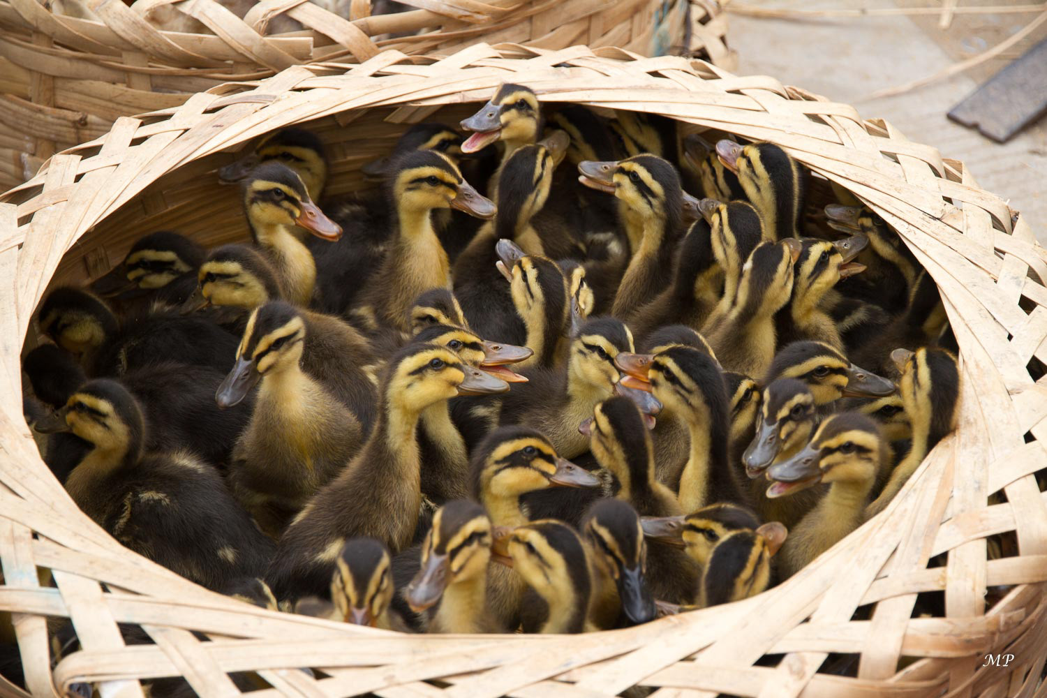 Yunnan - Yuanyang : marché de Laomeng