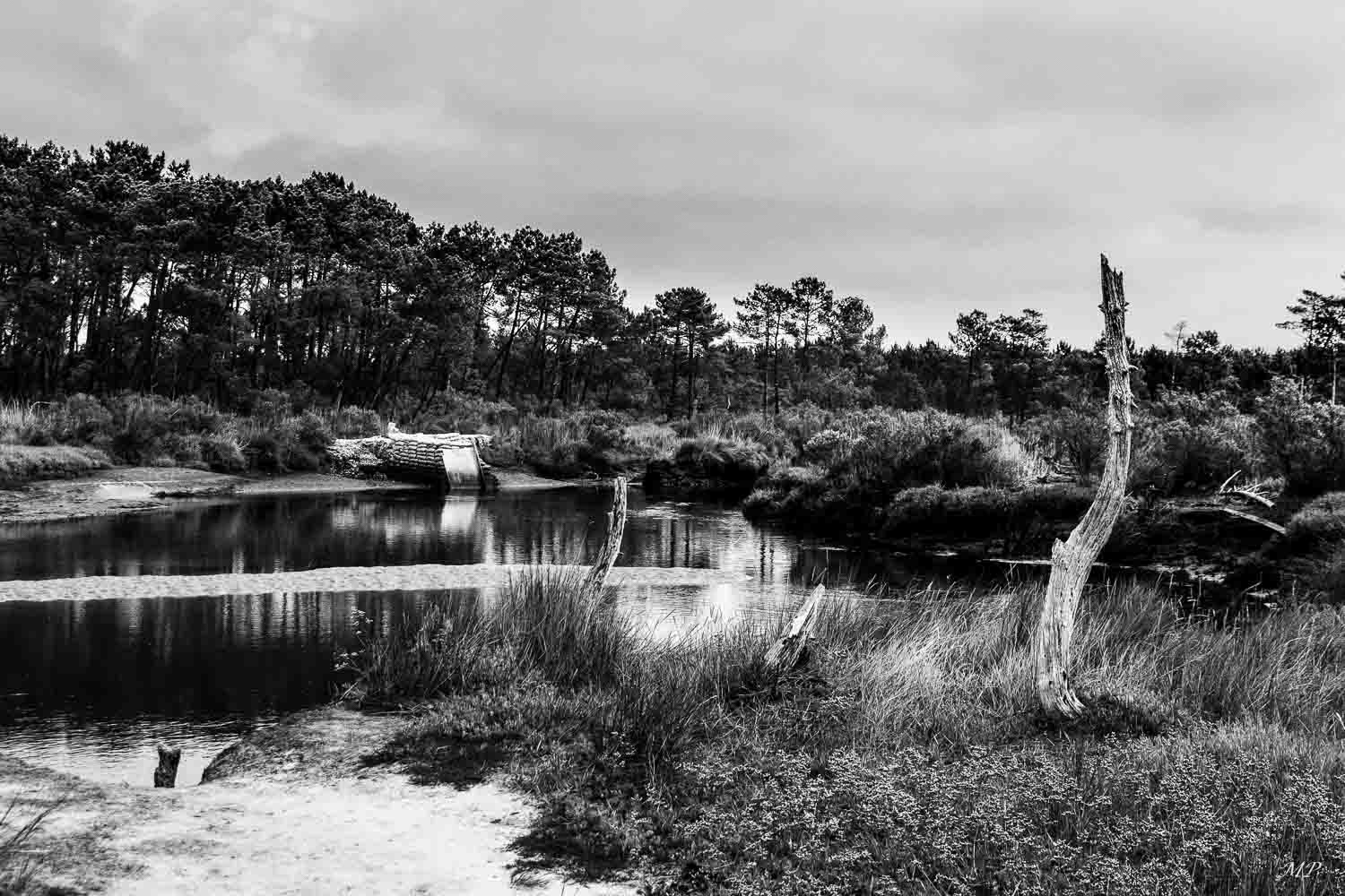 Prés Salés du Cap-Ferret (33)