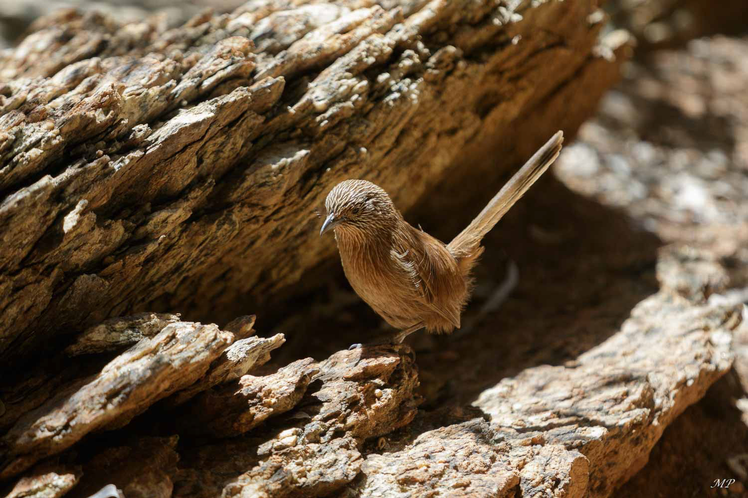 Séricorne roussâtre 