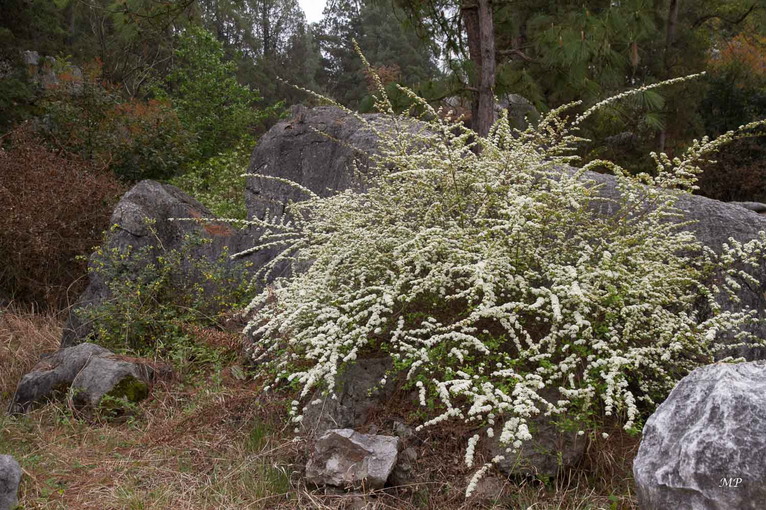 Yunnan - Shilin, la forêt de pierre
