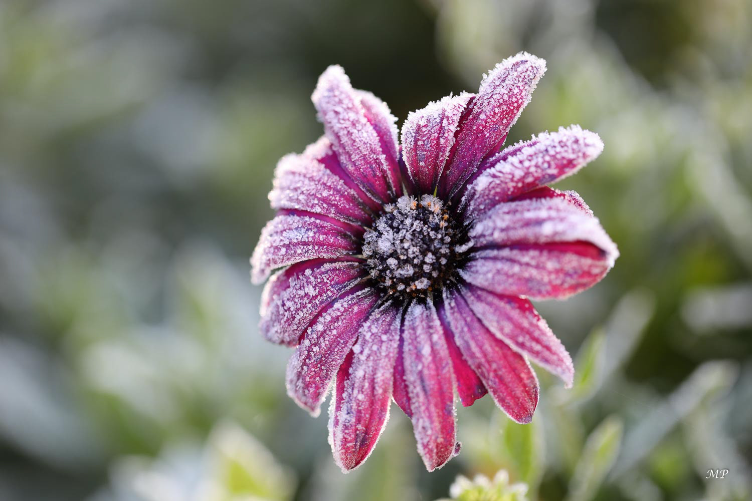 Osteospermum