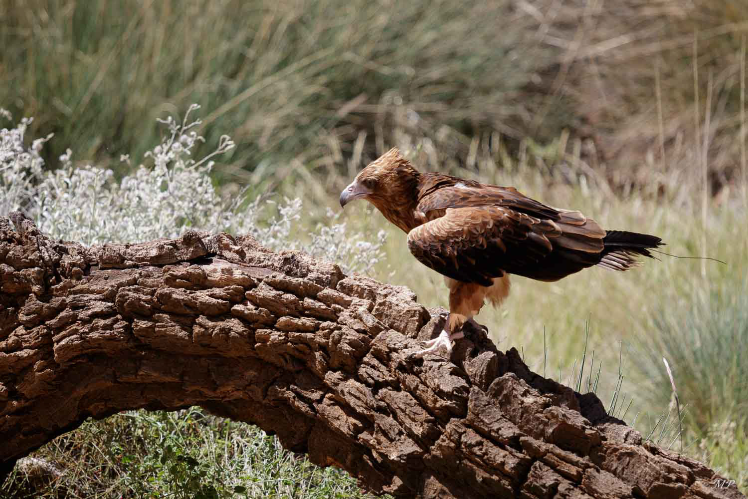 Aigle à queue triangulaire