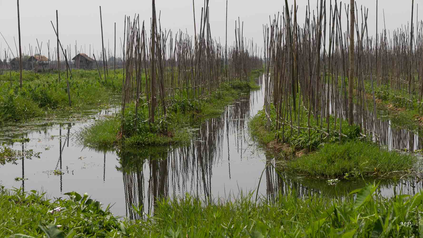 Les jardins flottants du Lac Inle