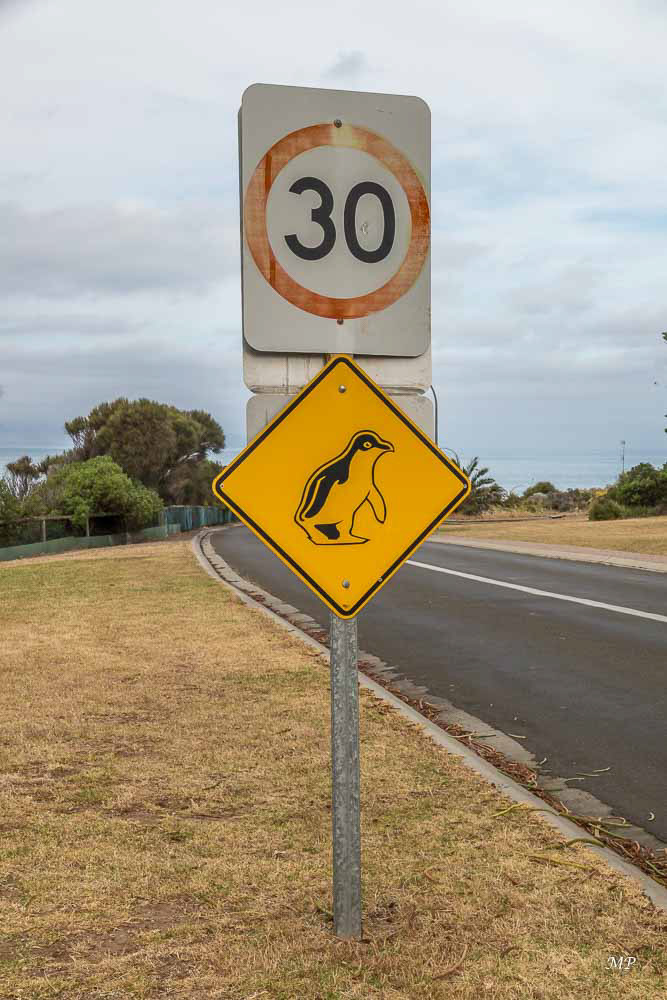 Kangaroo Island - Penneshaw -  des pingouins colonisent  Hog Bay