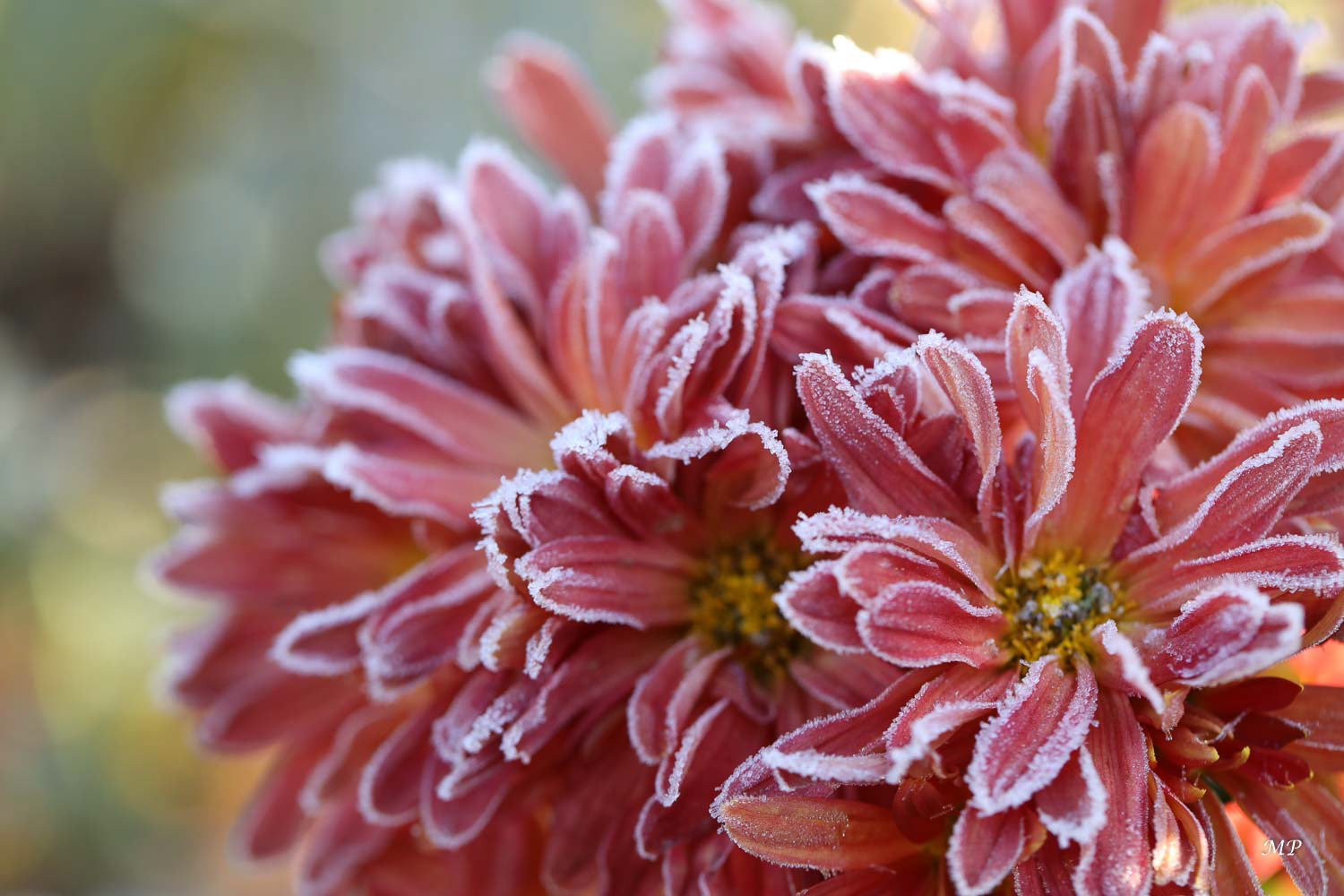 Chrysanthème